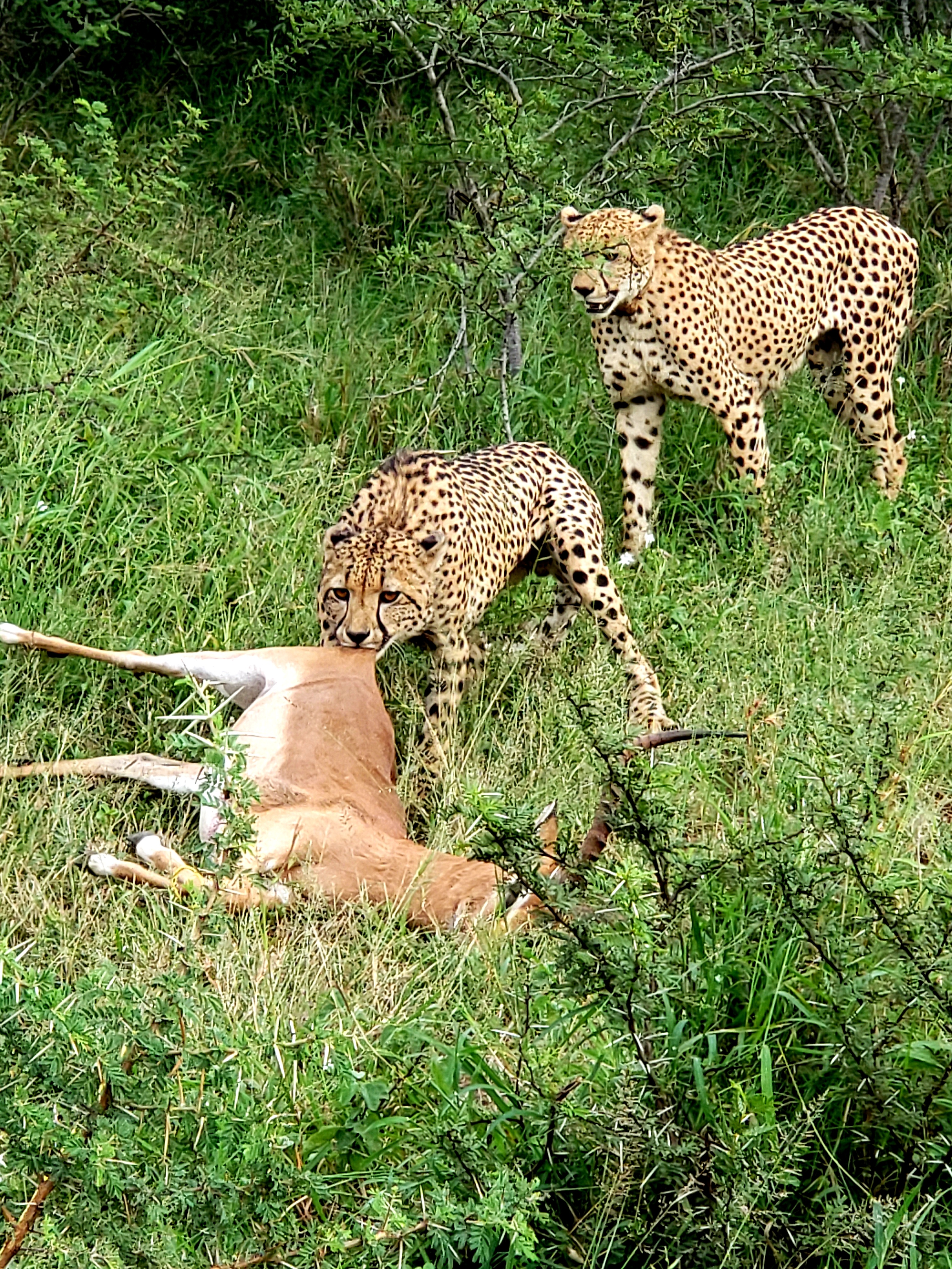 Carol Krieger and Geoffrey Neate: cheetahs with their kill, antelope