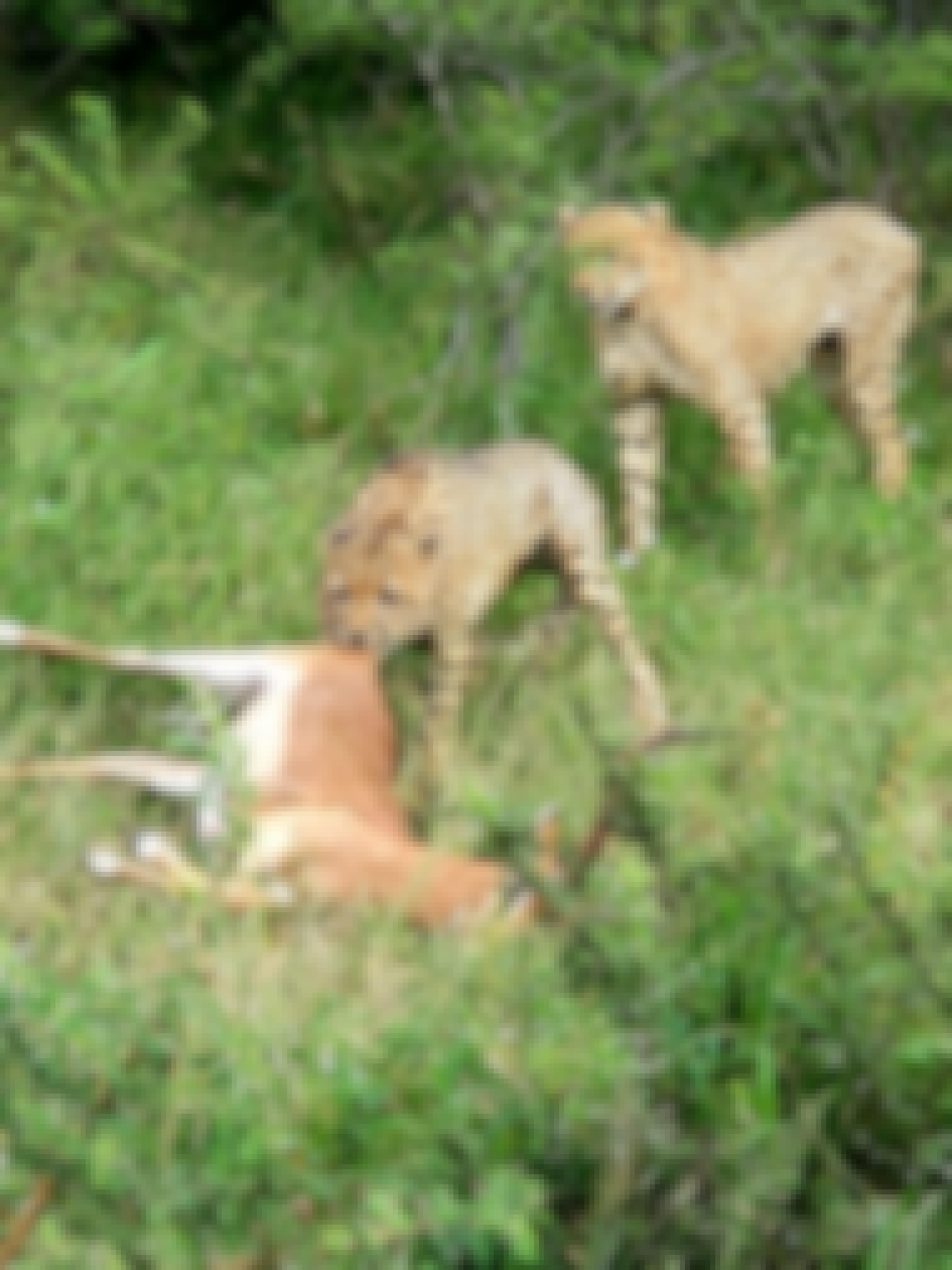 Carol Krieger and Geoffrey Neate: cheetahs with their kill, antelope