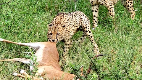 Carol Krieger and Geoffrey Neate: cheetahs with their kill, antelope
