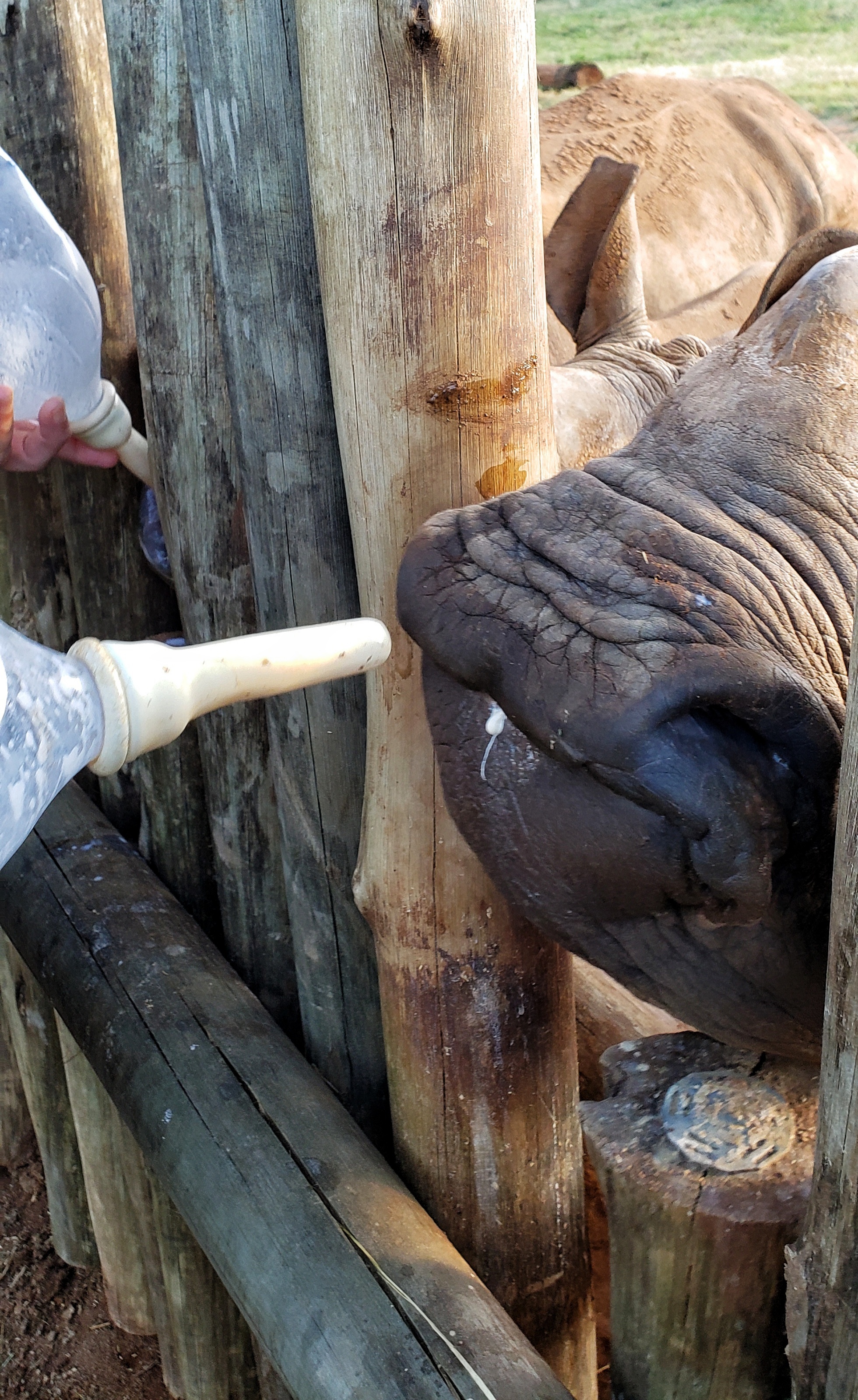 Carol Krieger and Geoffrey Neate: bottle feeding a rhino
