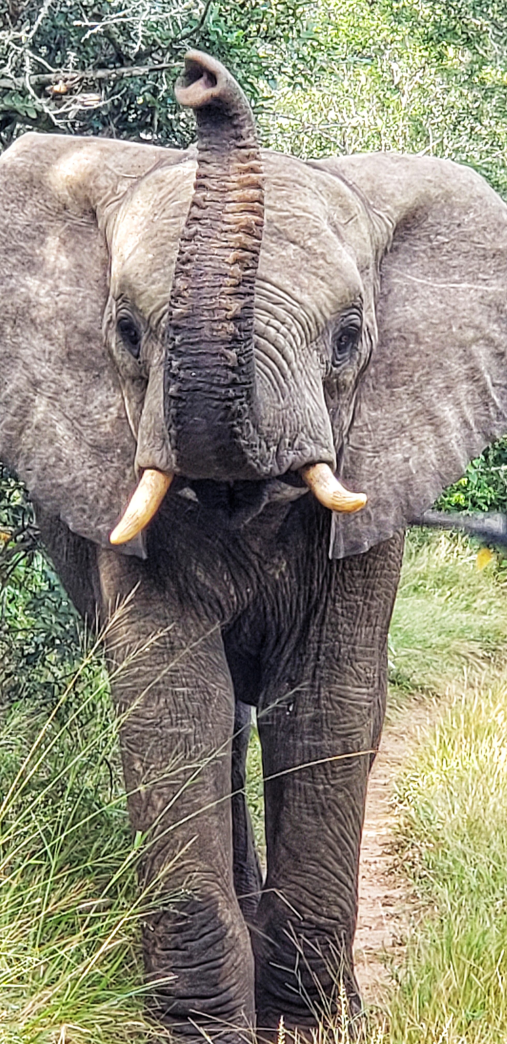 Carol Krieger and Geoffrey Neate: close-up of an elephant