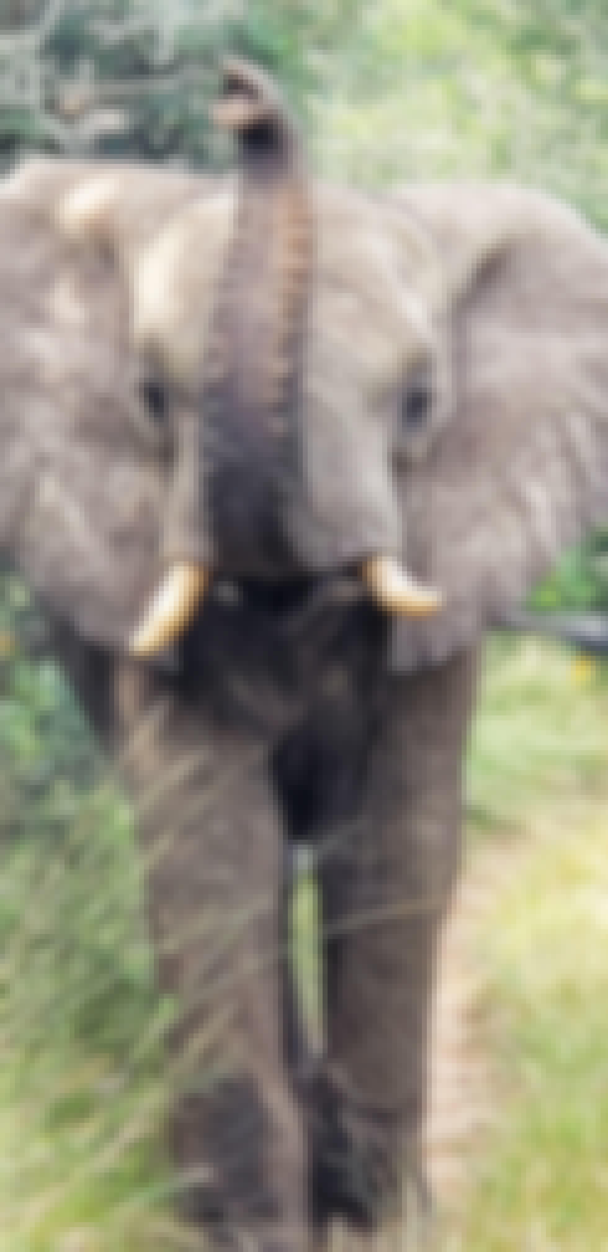 Carol Krieger and Geoffrey Neate: close-up of an elephant