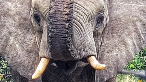 Carol Krieger and Geoffrey Neate: close-up of an elephant