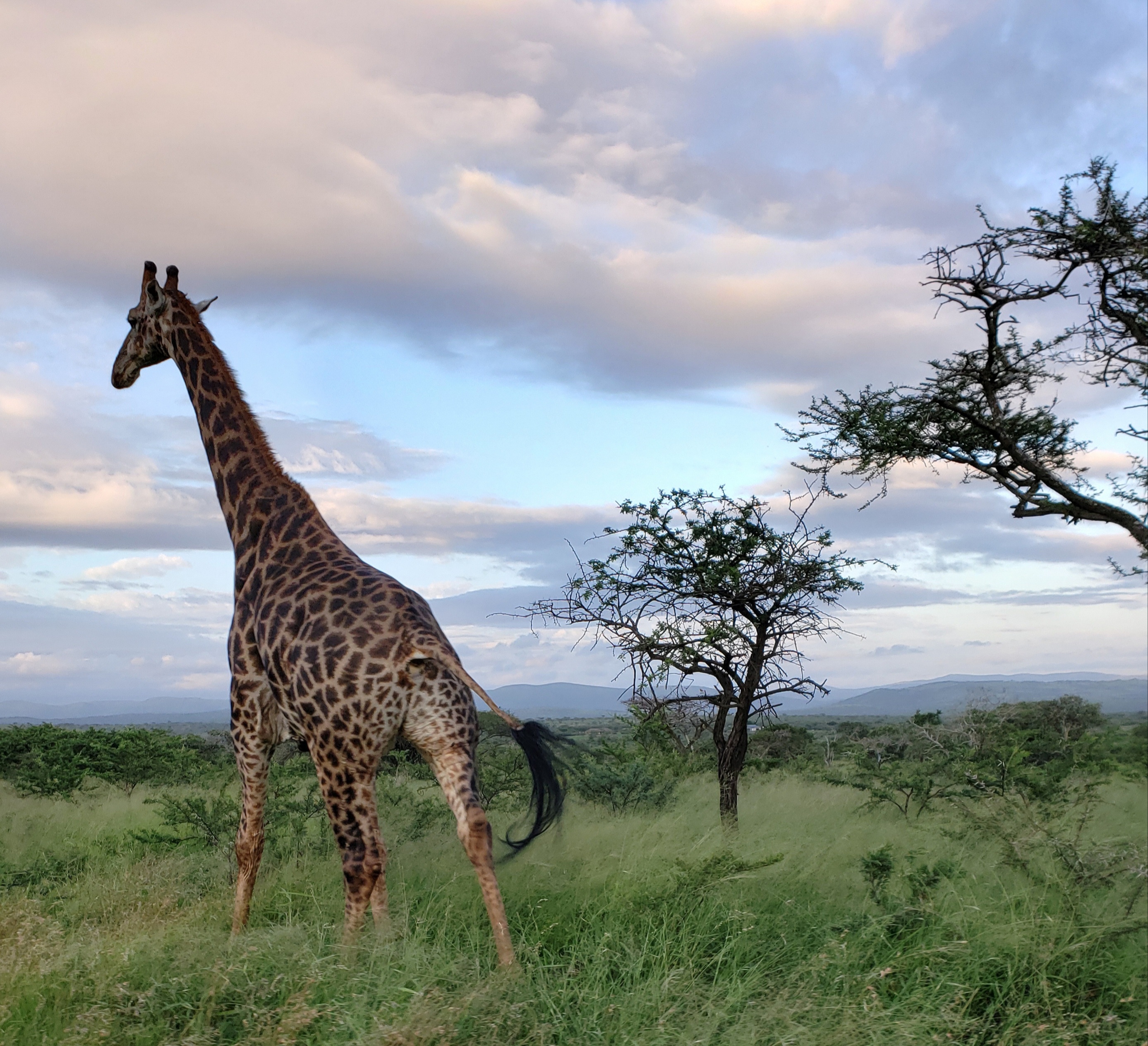 Carol Krieger and Geoffrey Neate: giraffe