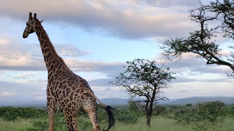 Carol Krieger and Geoffrey Neate: giraffe