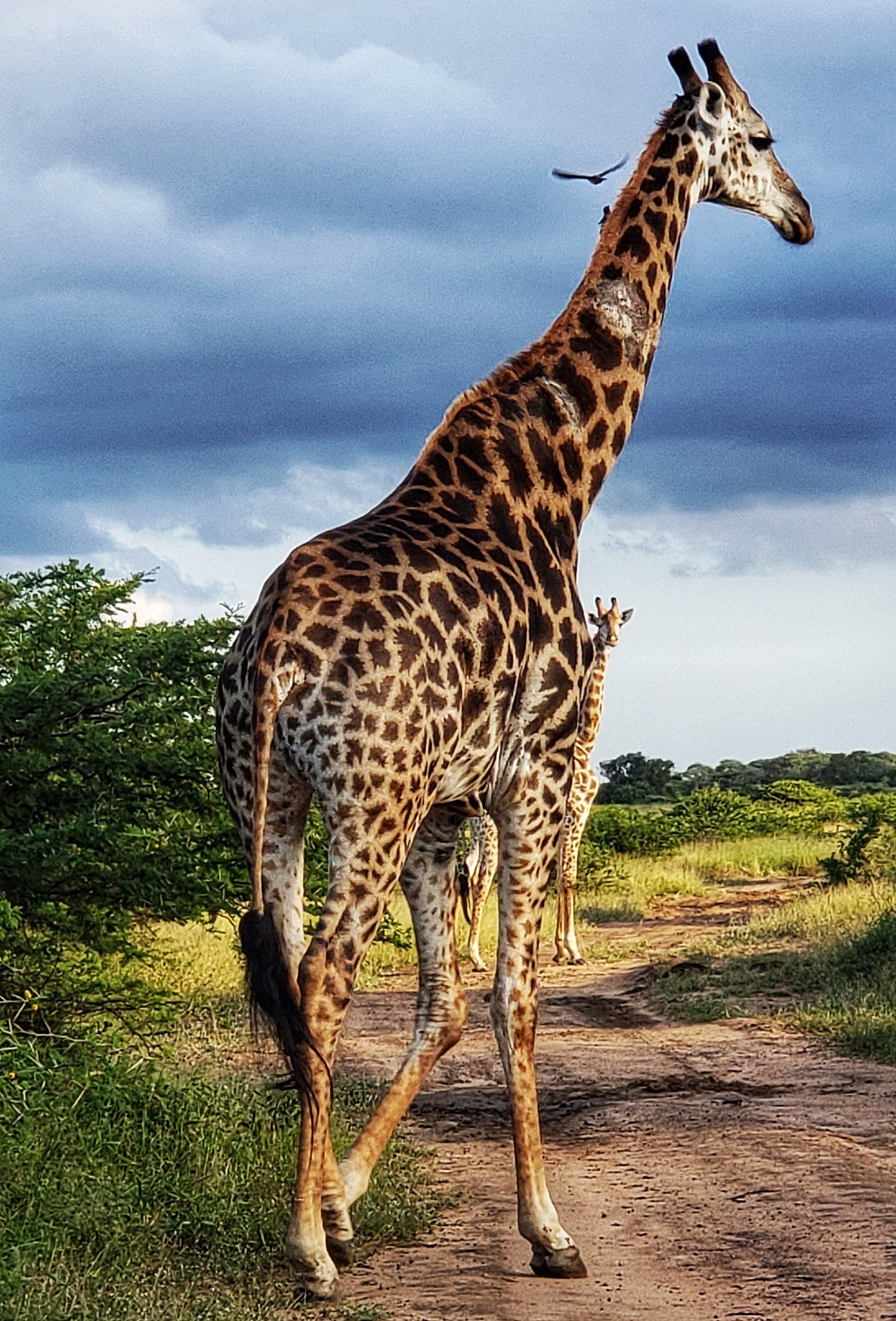 Carol Krieger and Geoffrey Neate: close-up of a giraffe