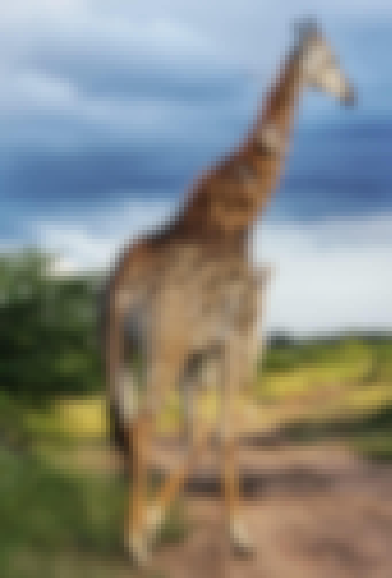 Carol Krieger and Geoffrey Neate: close-up of a giraffe