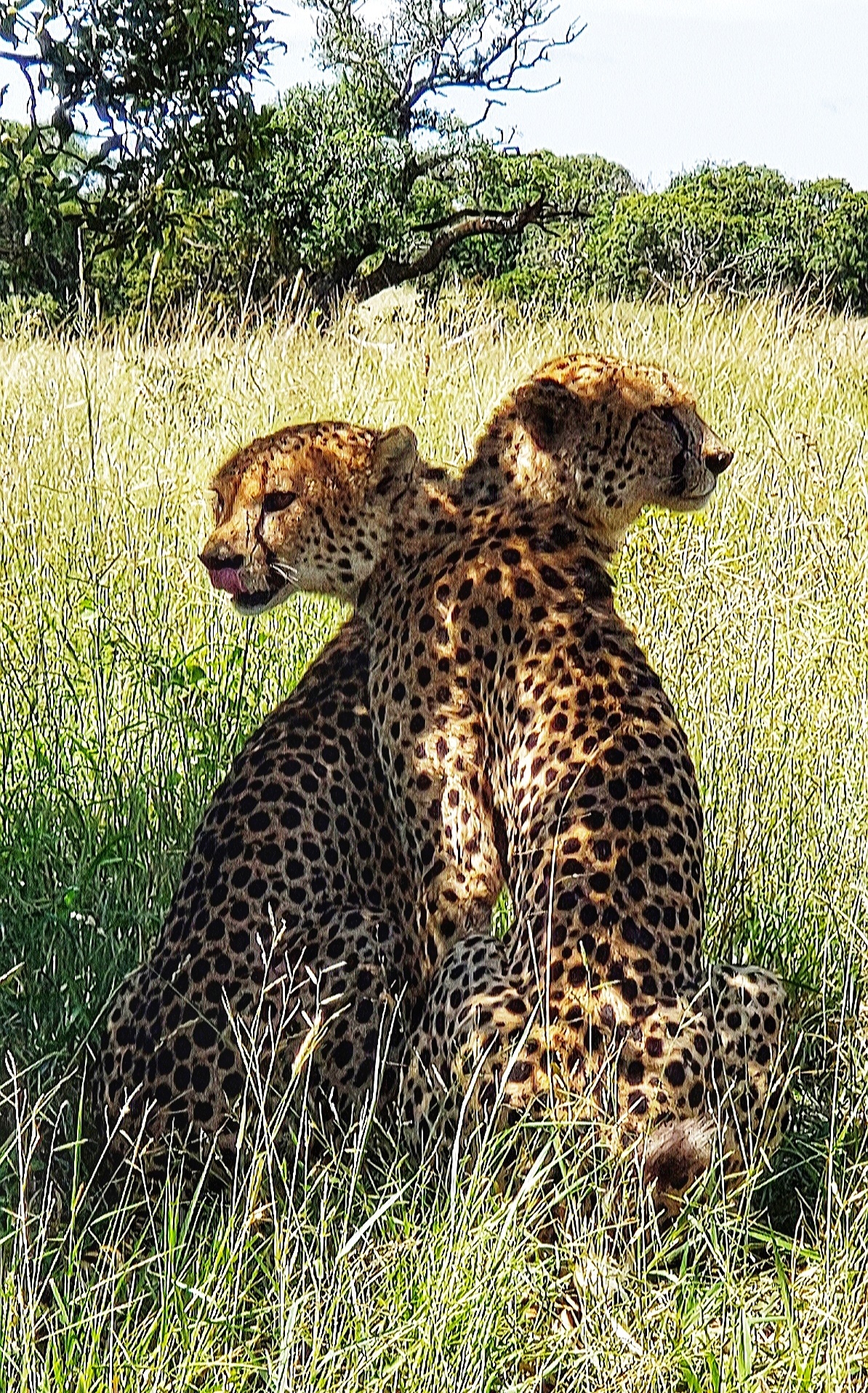 Carol Krieger and Geoffrey Neate: two cheetahs