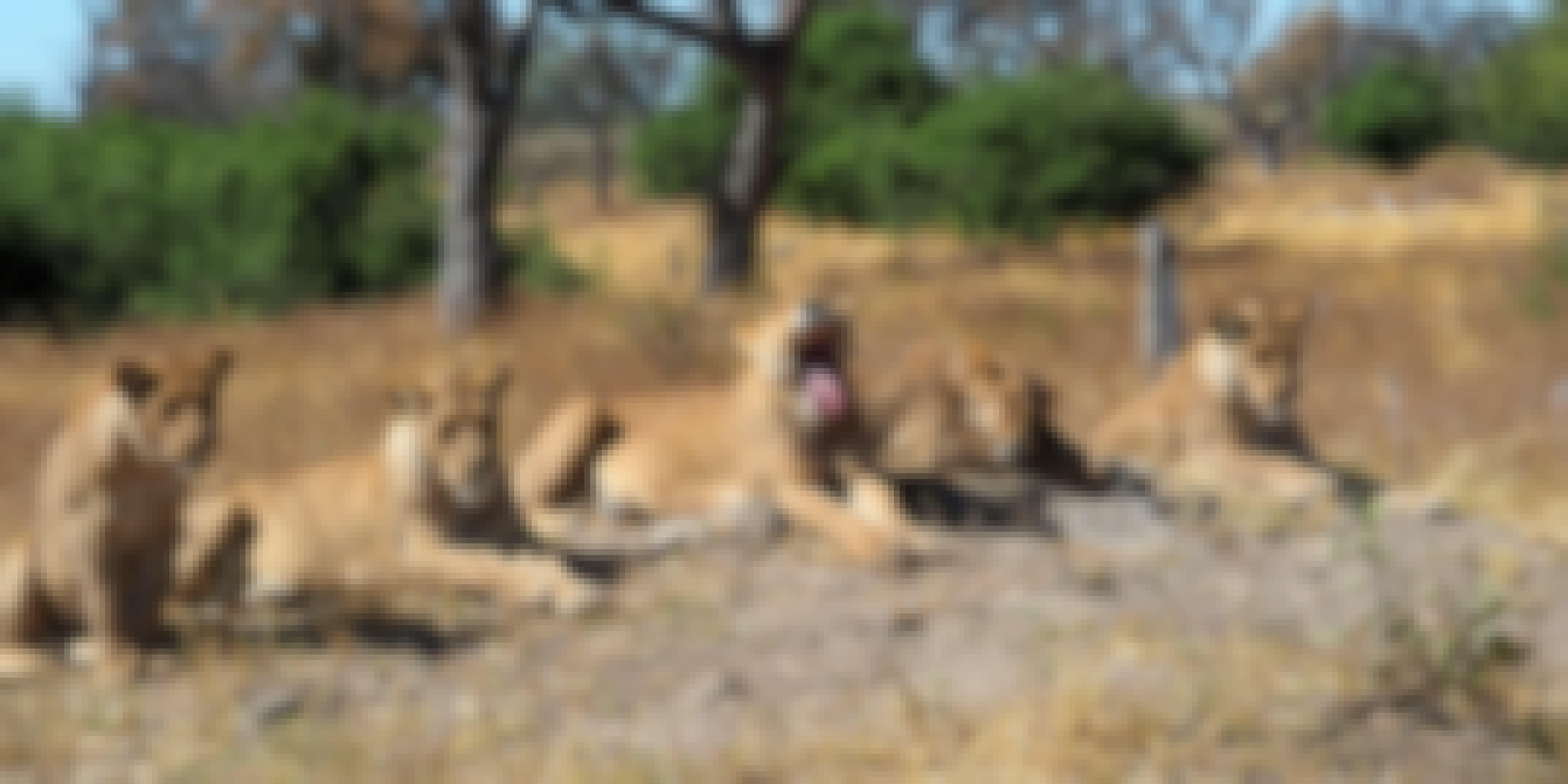 Maurice Tallantyre: close-up of lions, with one yawning