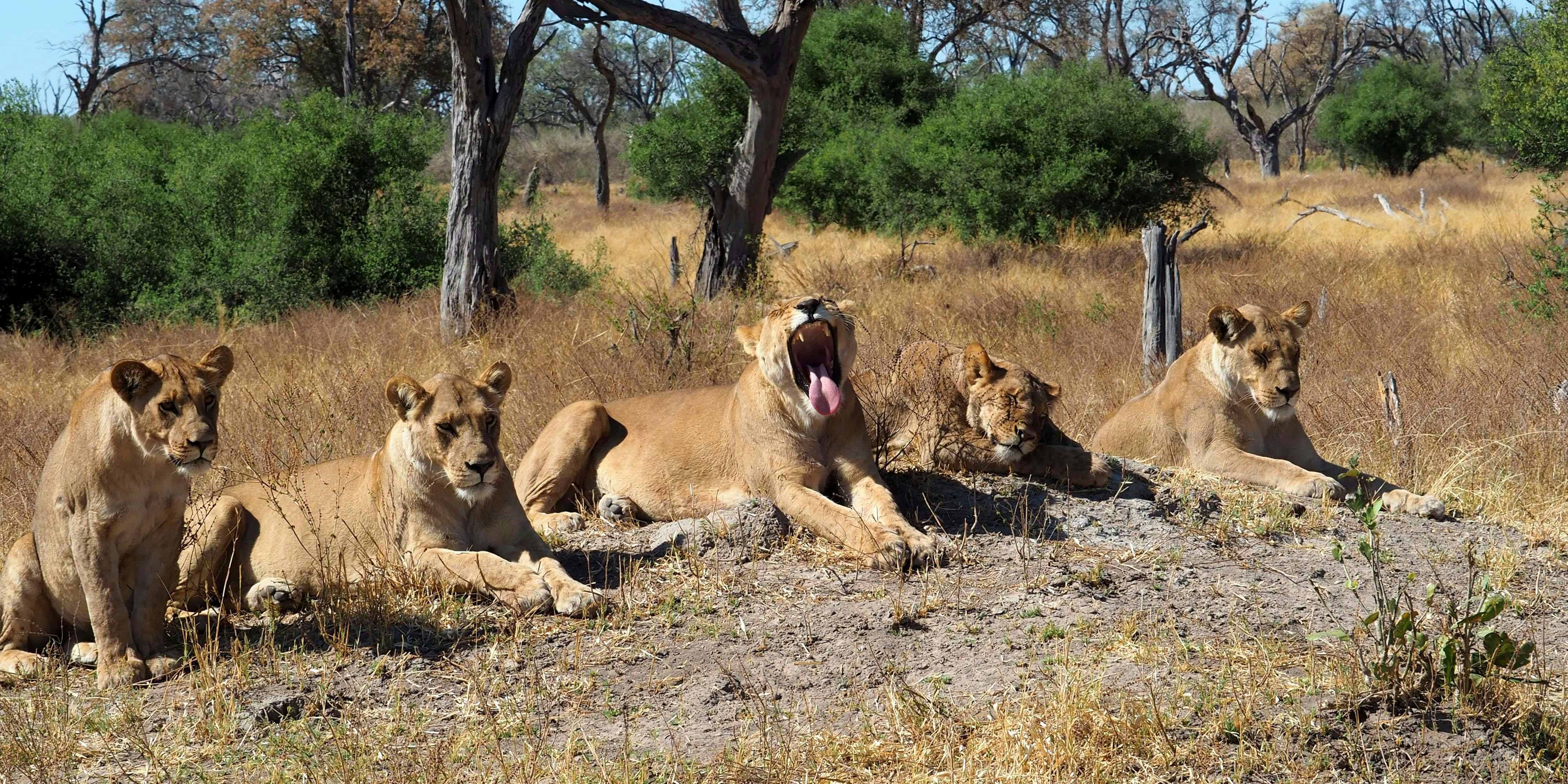 Maurice Tallantyre: close-up of lions, with one yawning