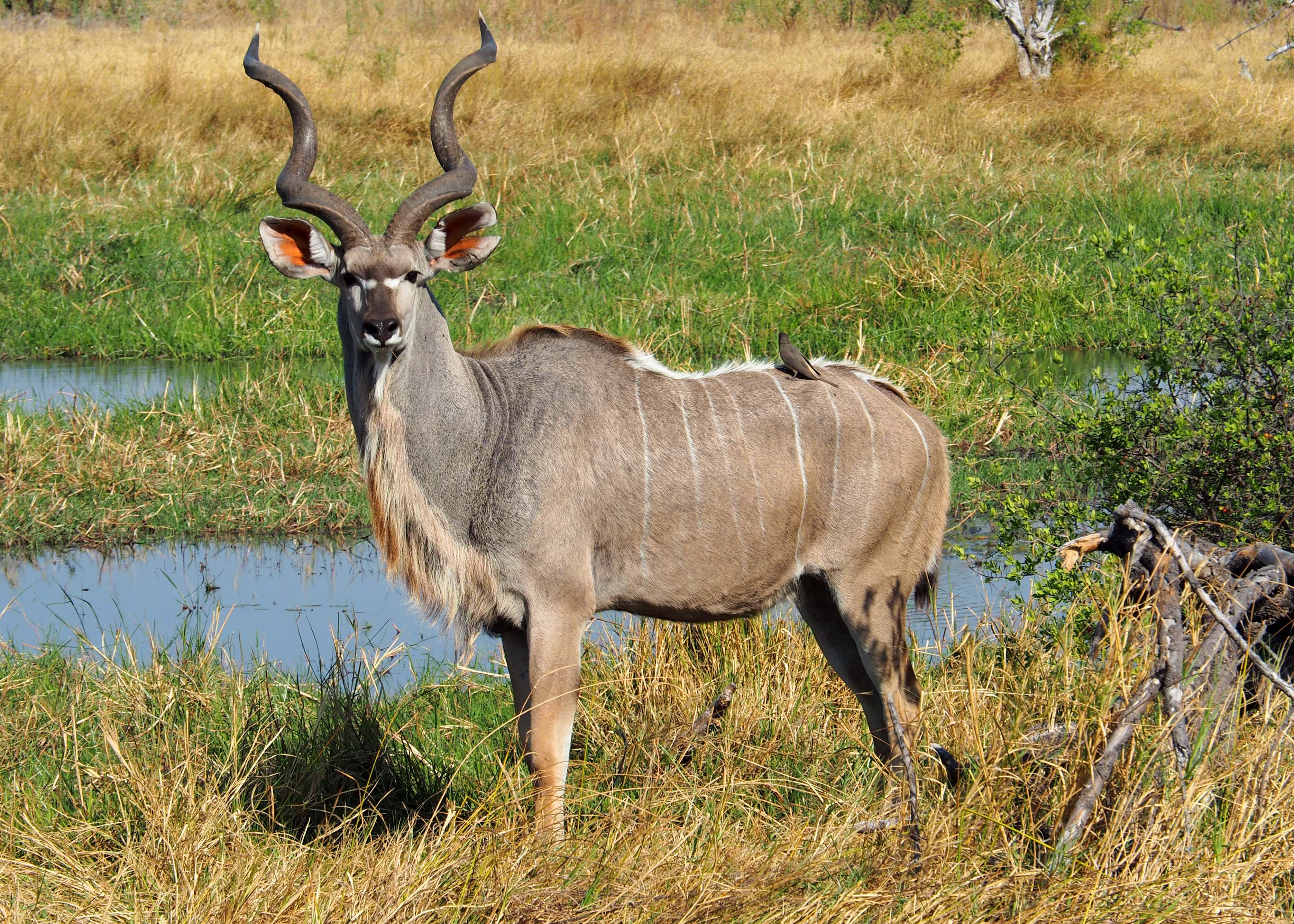 Maurice Tallantyre: kudu