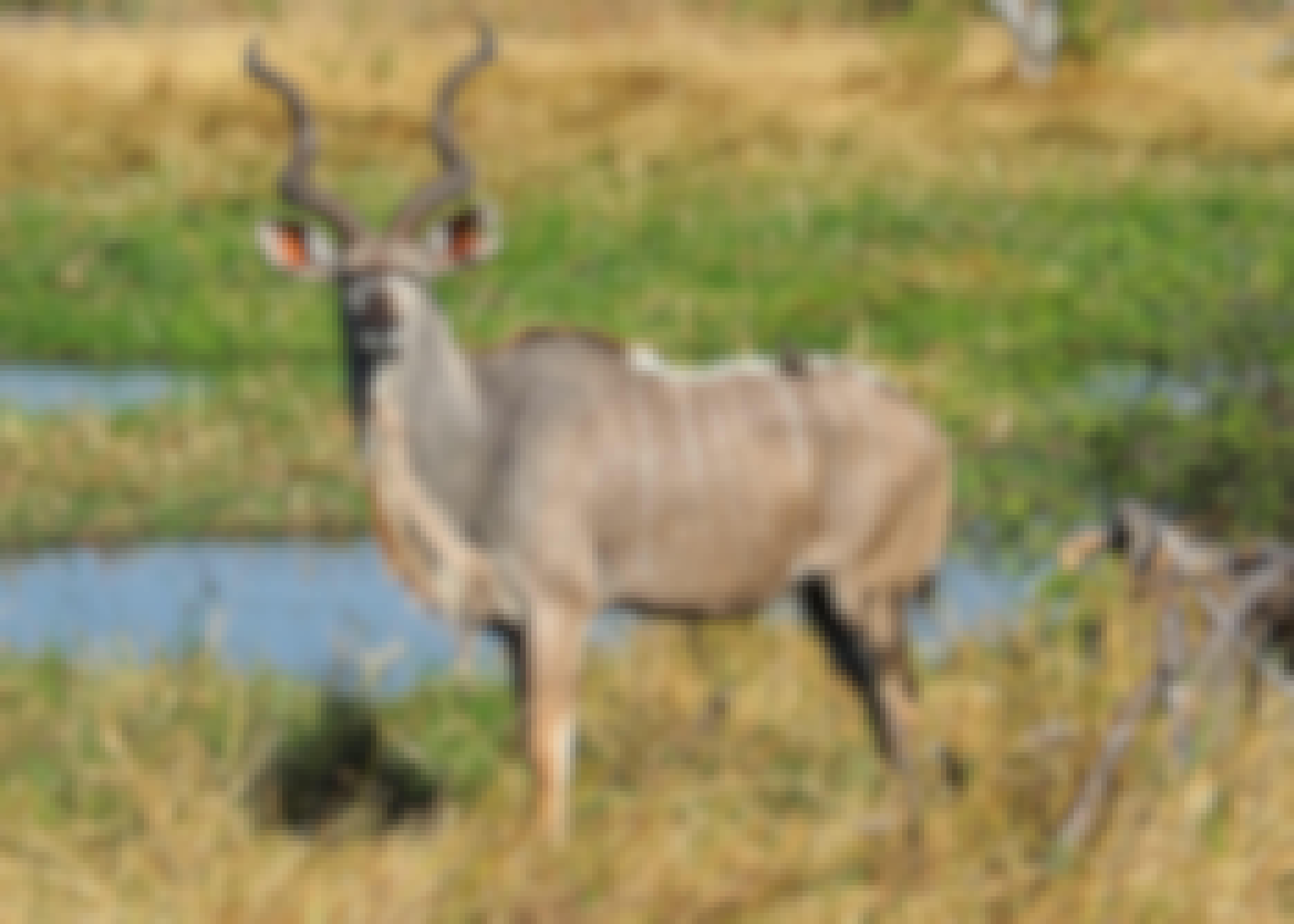 Maurice Tallantyre: kudu