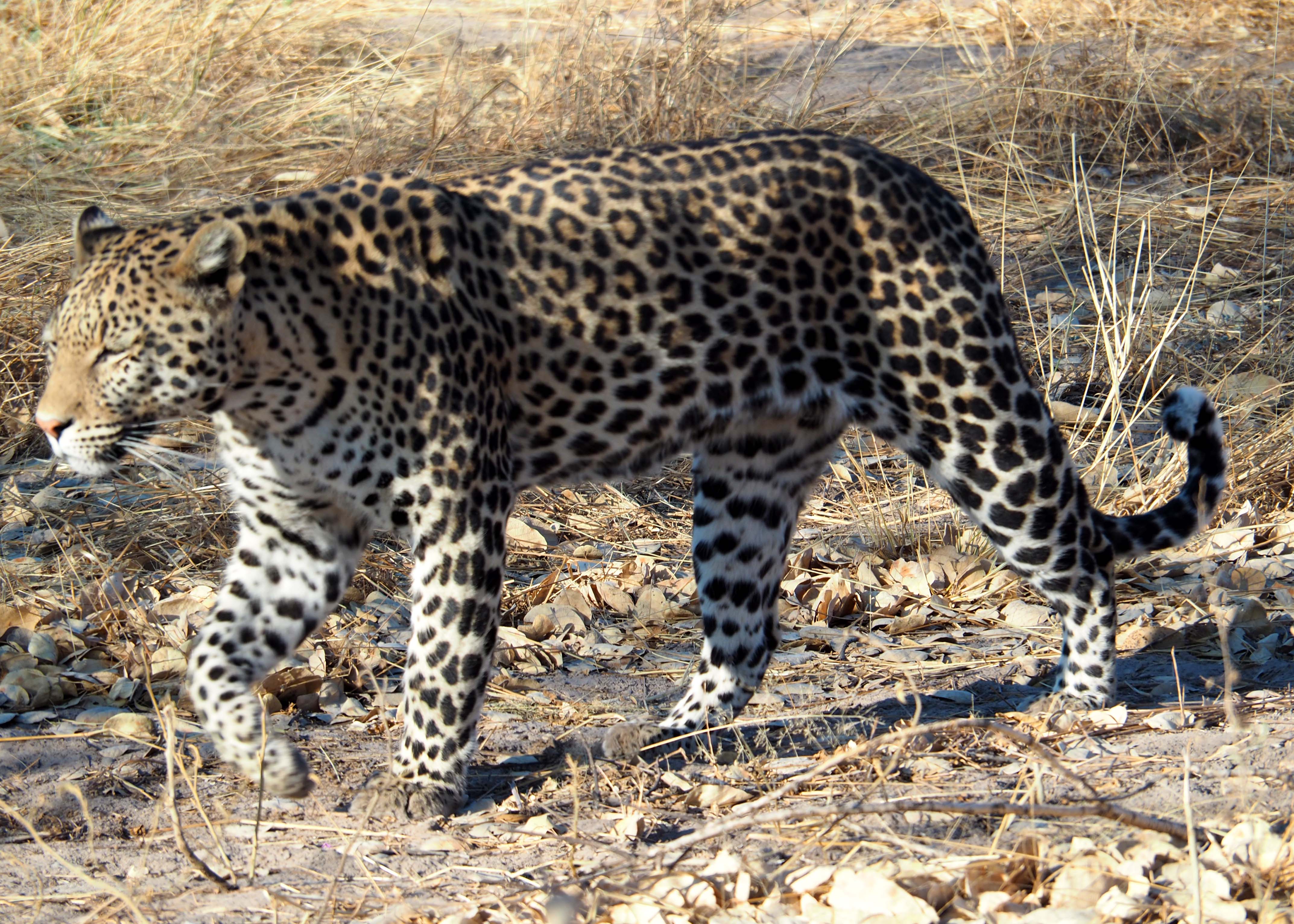 Maurice Tallantyre: close-up of a leopard