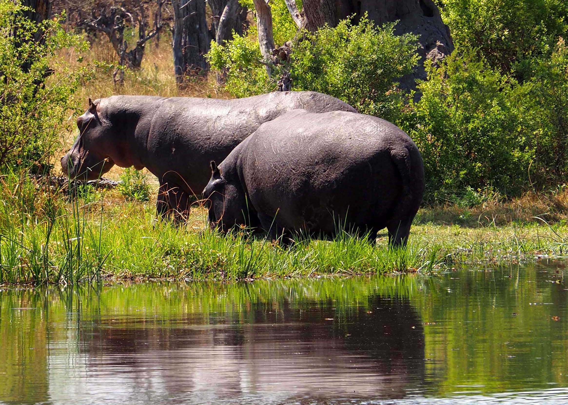 Maurice Tallantyre: two hippos beside the water