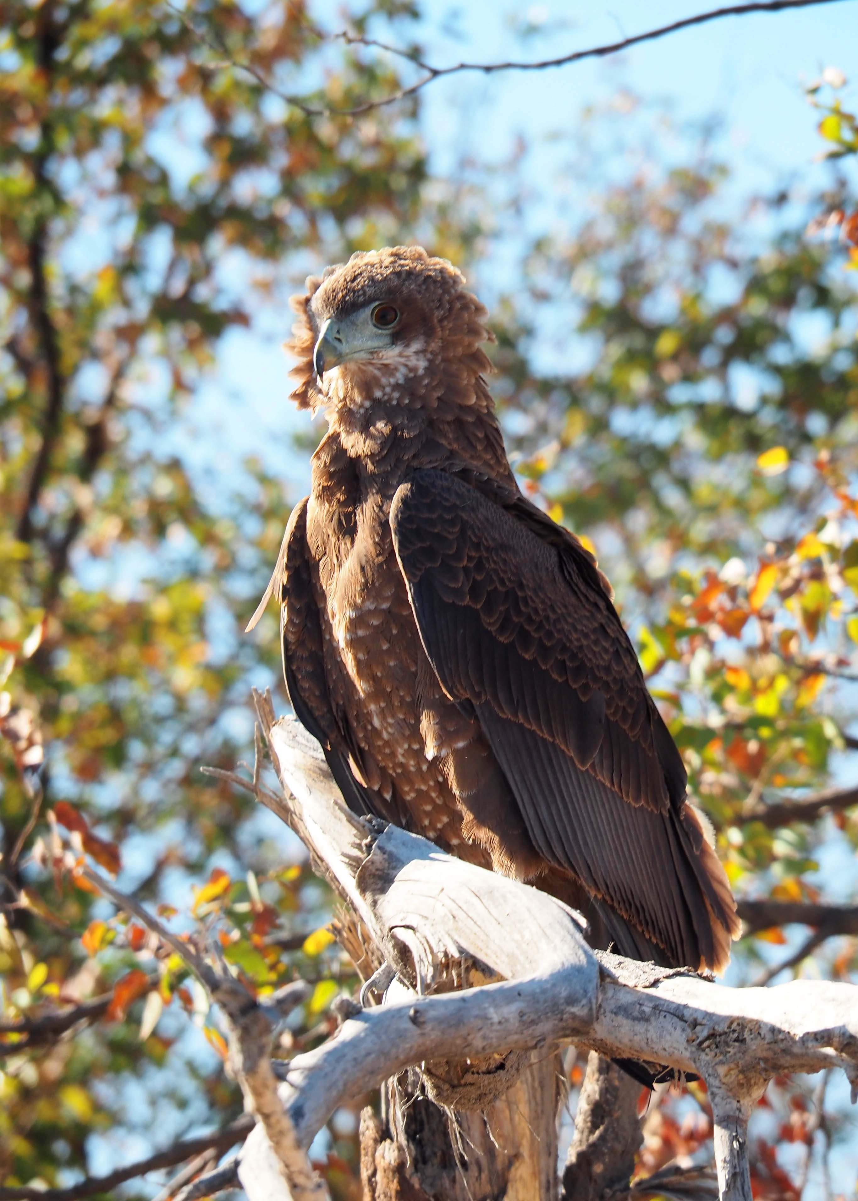 Maurice Tallantyre: close-up of a bird