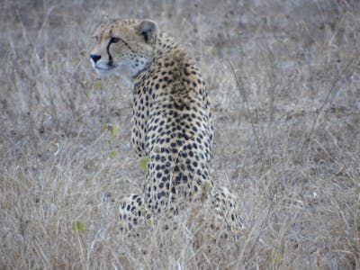 Benedict King: cheetah