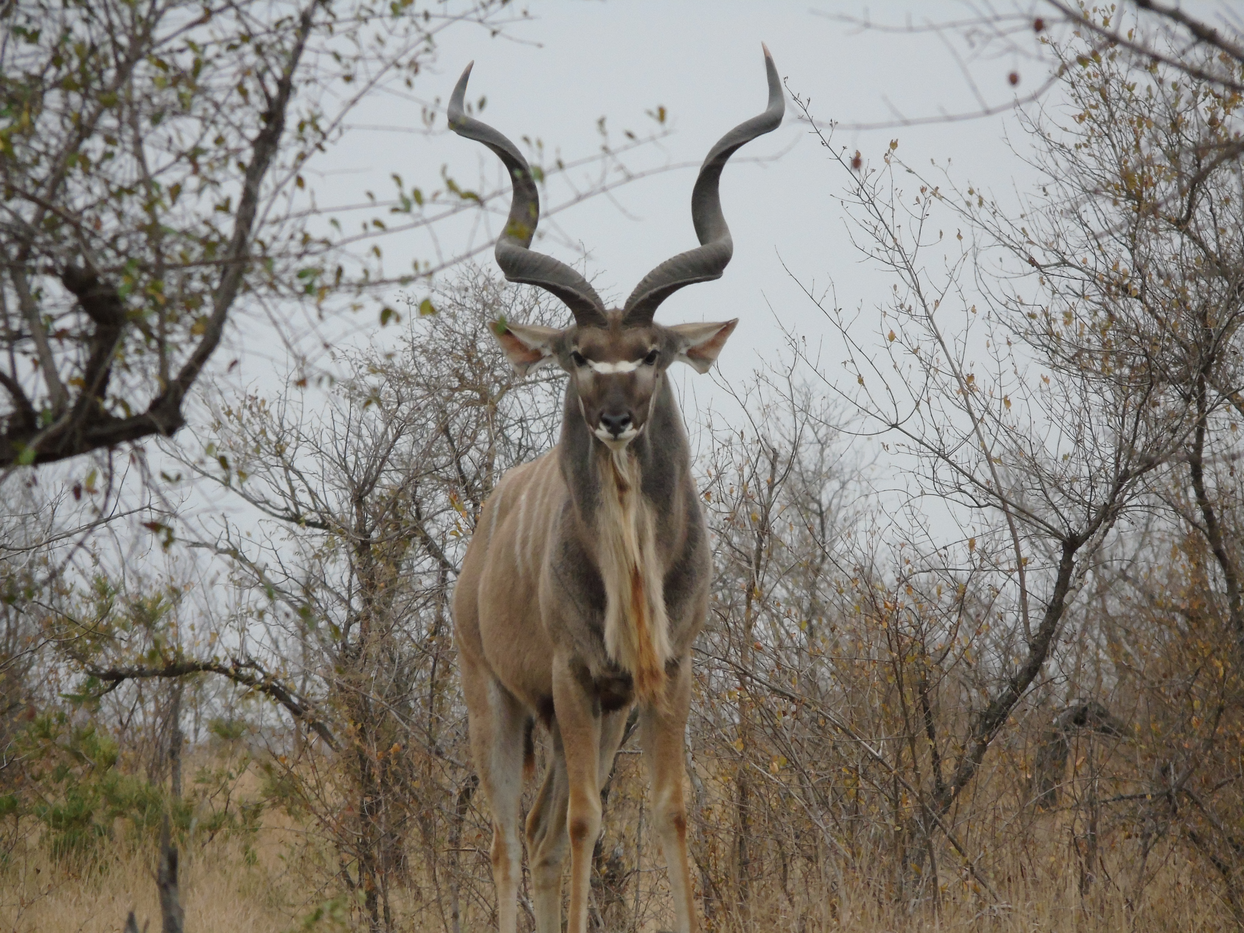 Benedict King: kudu