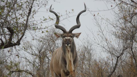 Benedict King: kudu