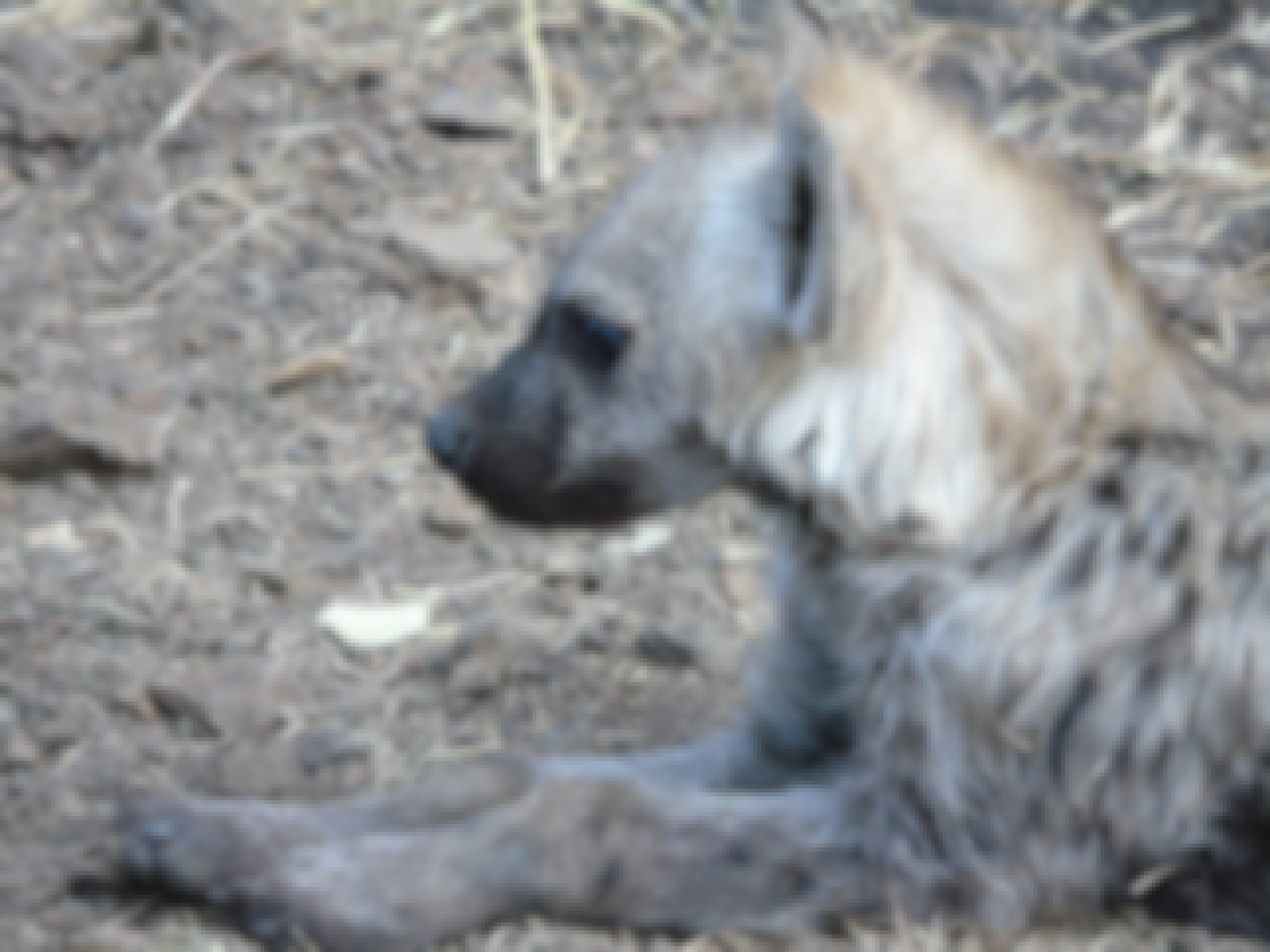 Benedict King: close-up of a baby hyena