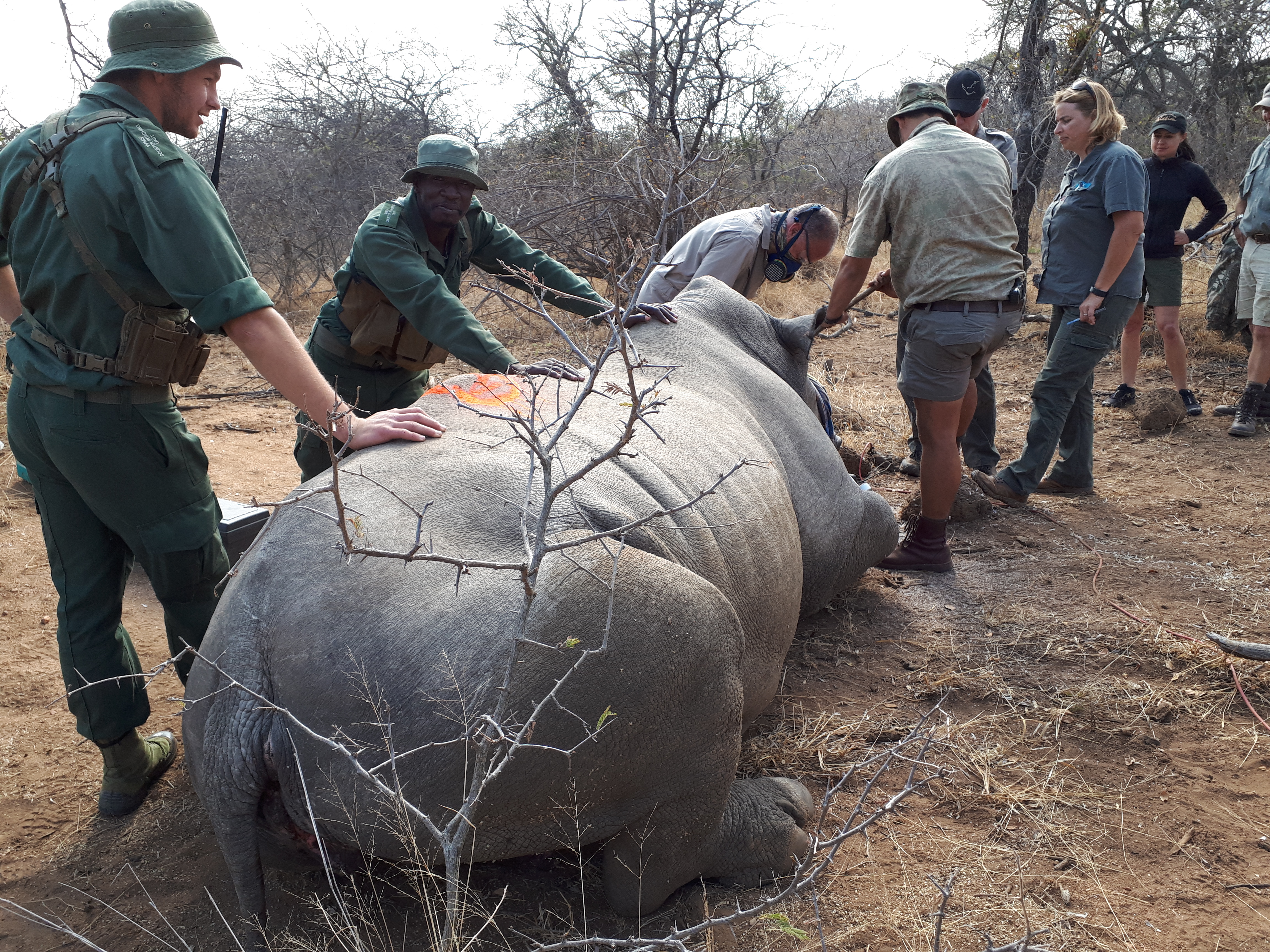 Benedict King; sedated rhino