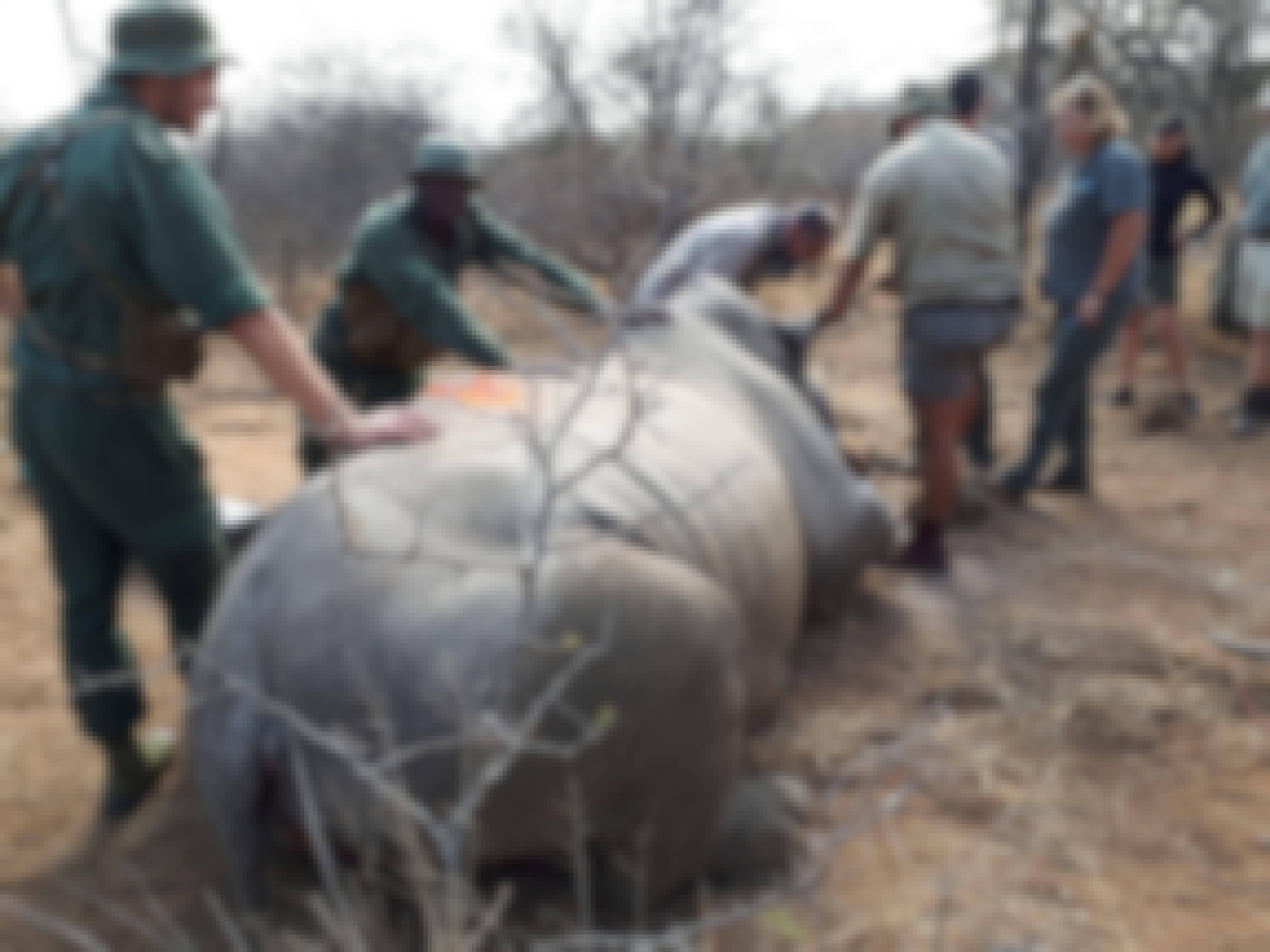 Benedict King; sedated rhino