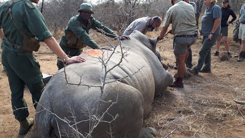 Benedict King; sedated rhino