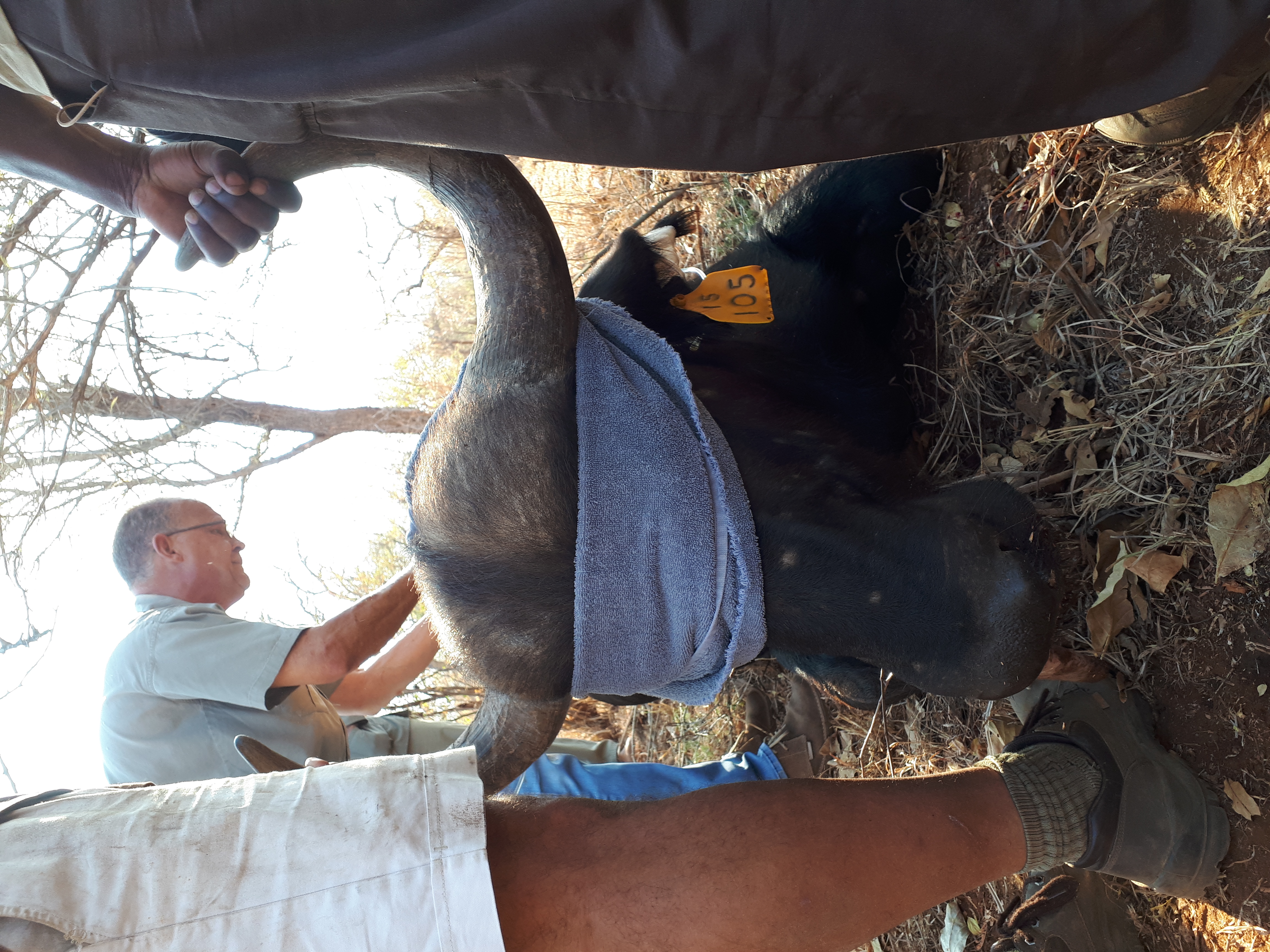 Benedict King: close-up of a sedated buffalo