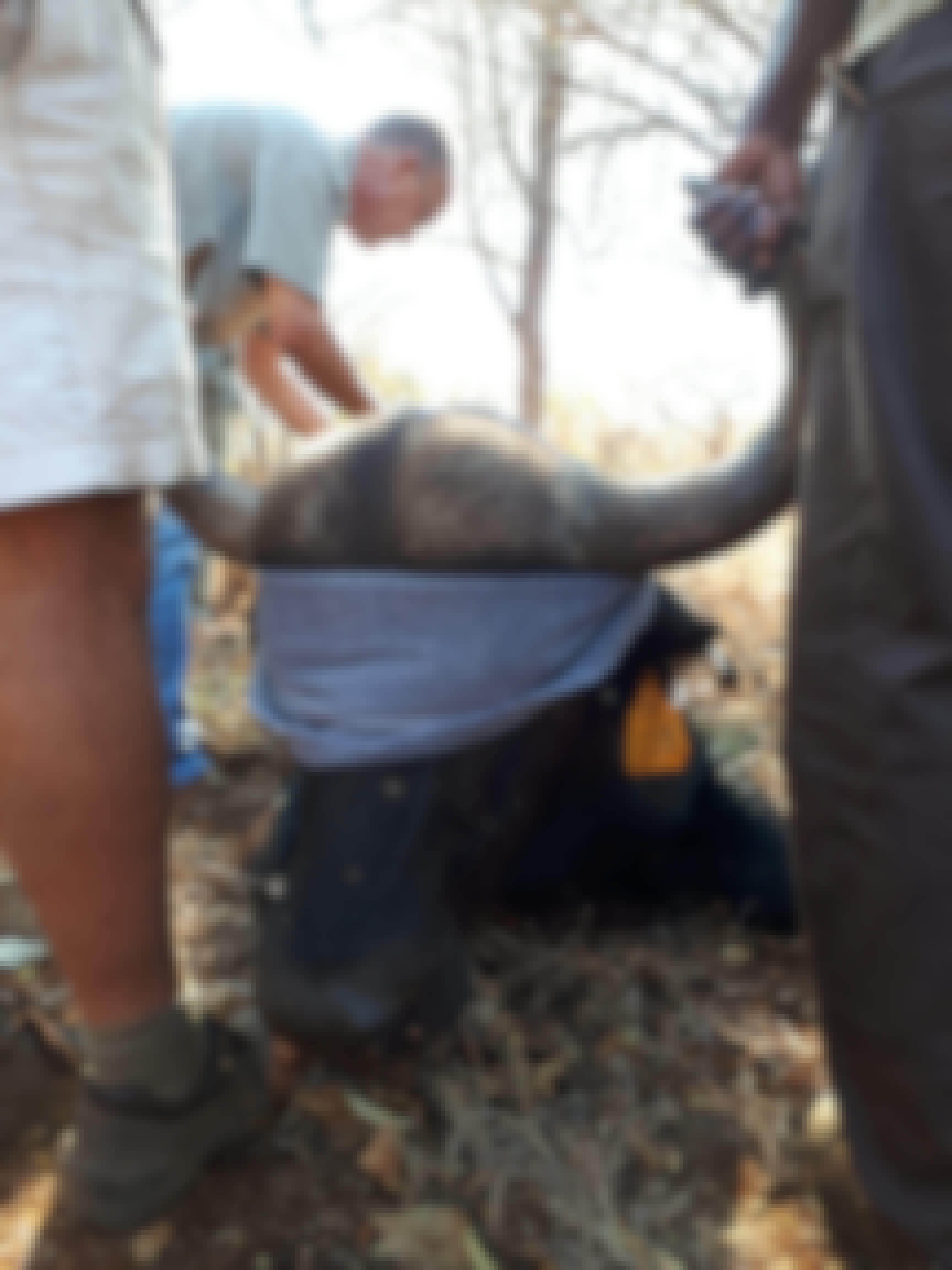 Benedict King: close-up of a sedated buffalo