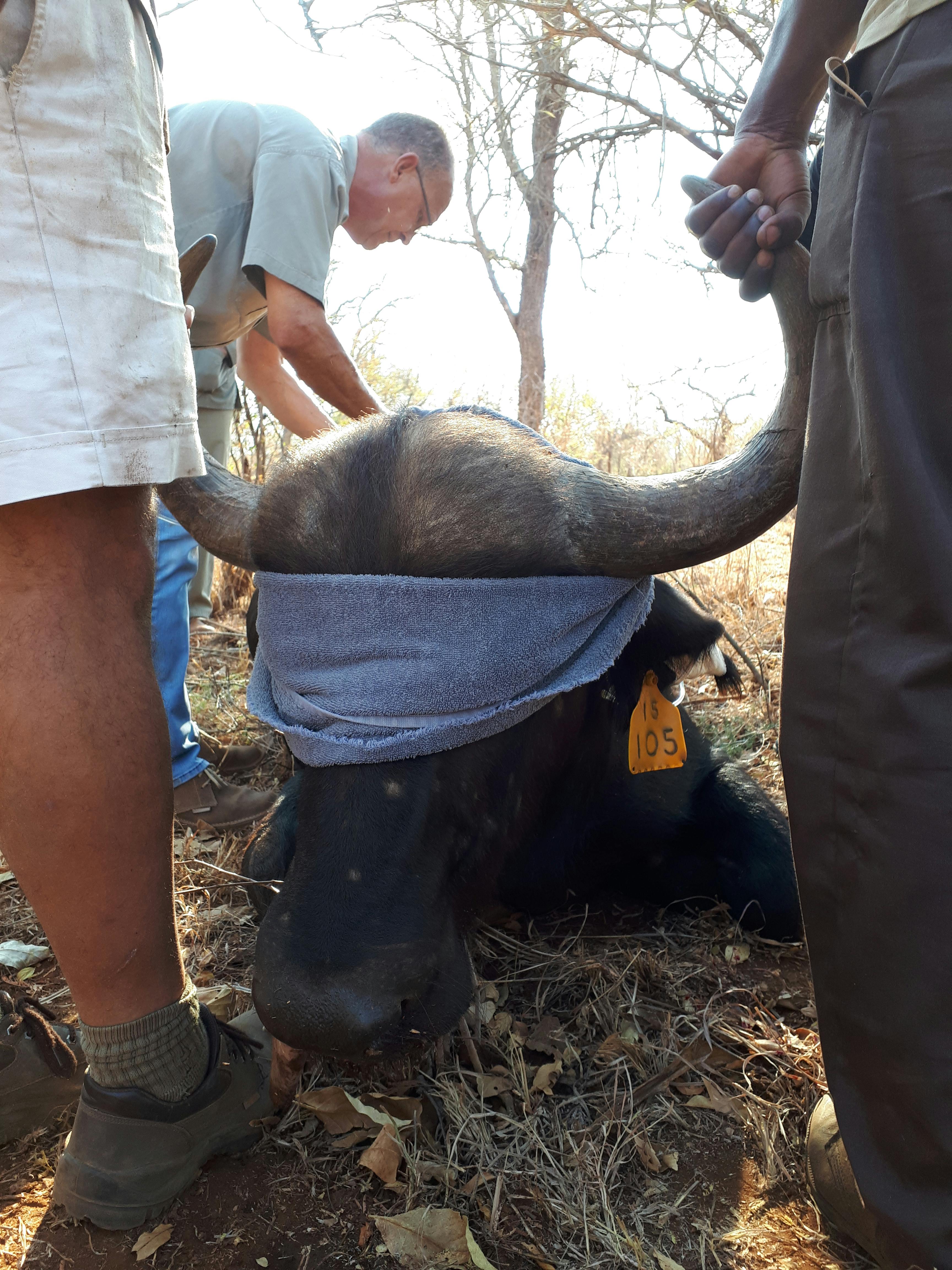 Benedict King: close-up of a sedated buffalo