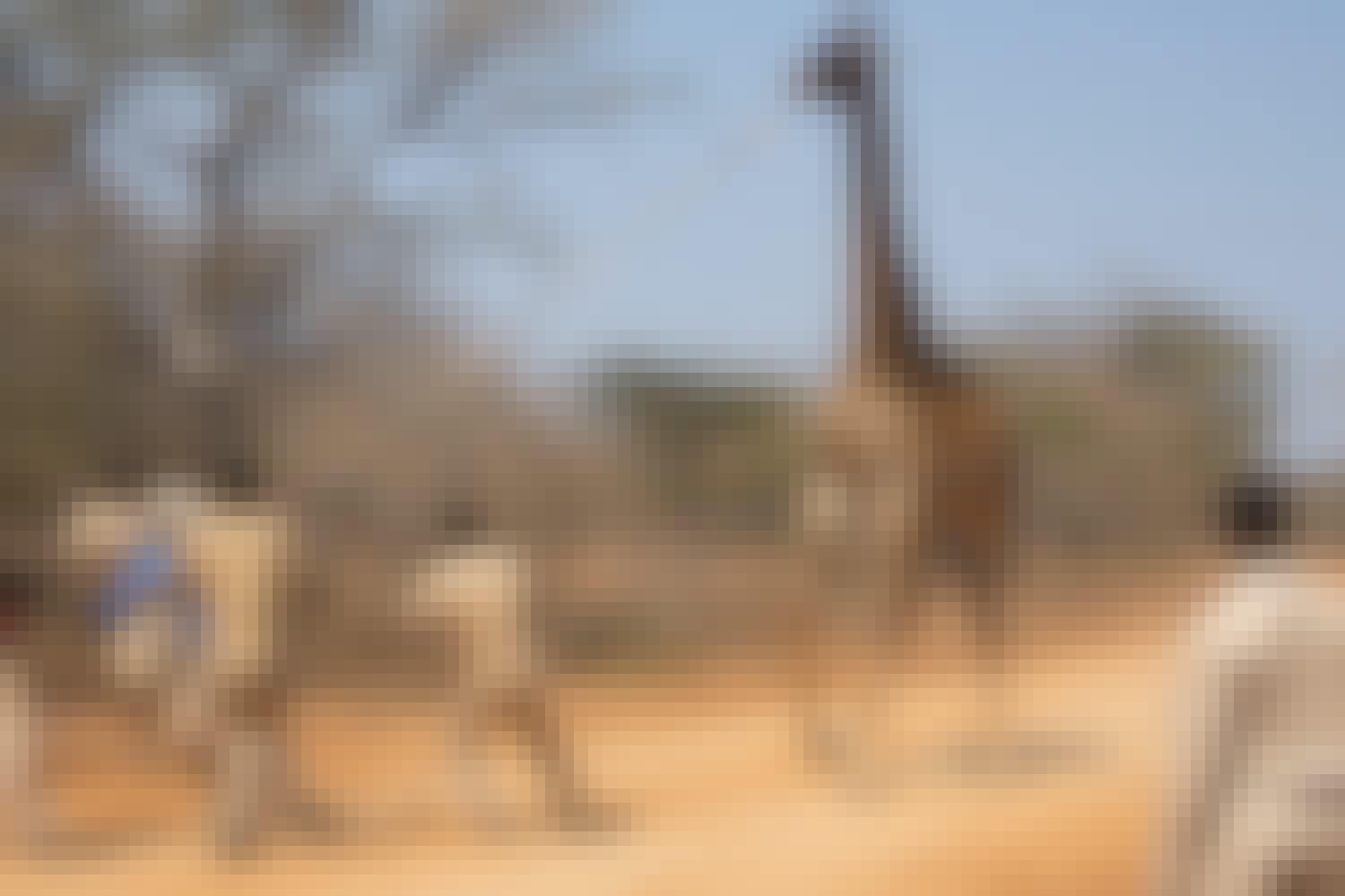 Benedict King: giraffe relocation