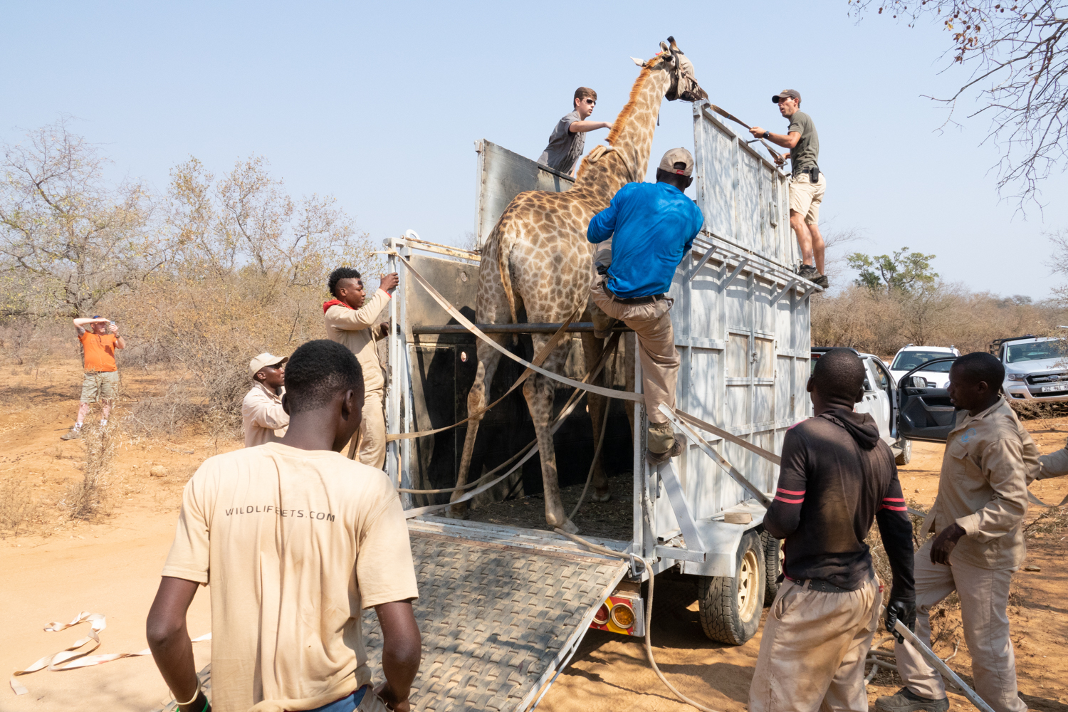 Benedict King: giraffe relocation