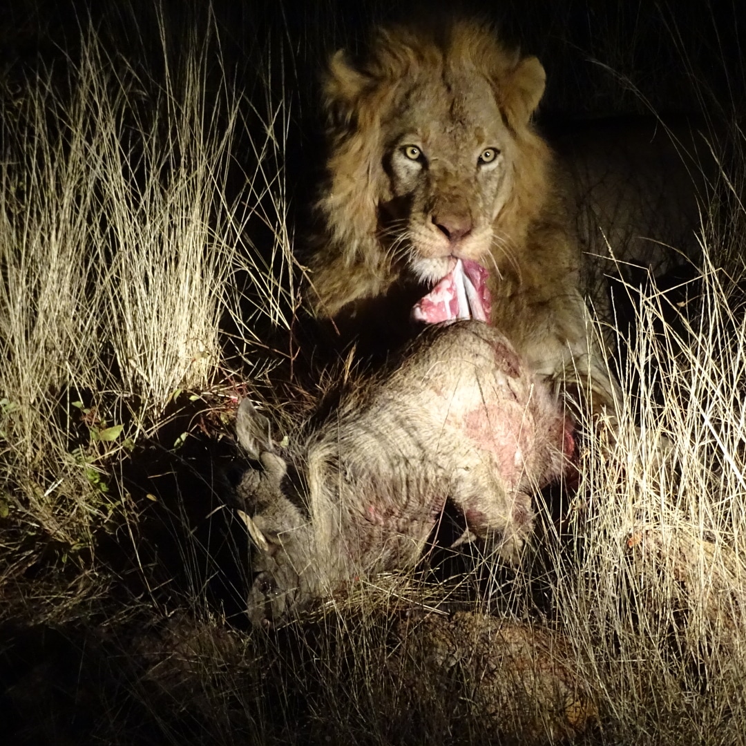 Benedict King: close-up of a lion with its kill, a warthog, at night