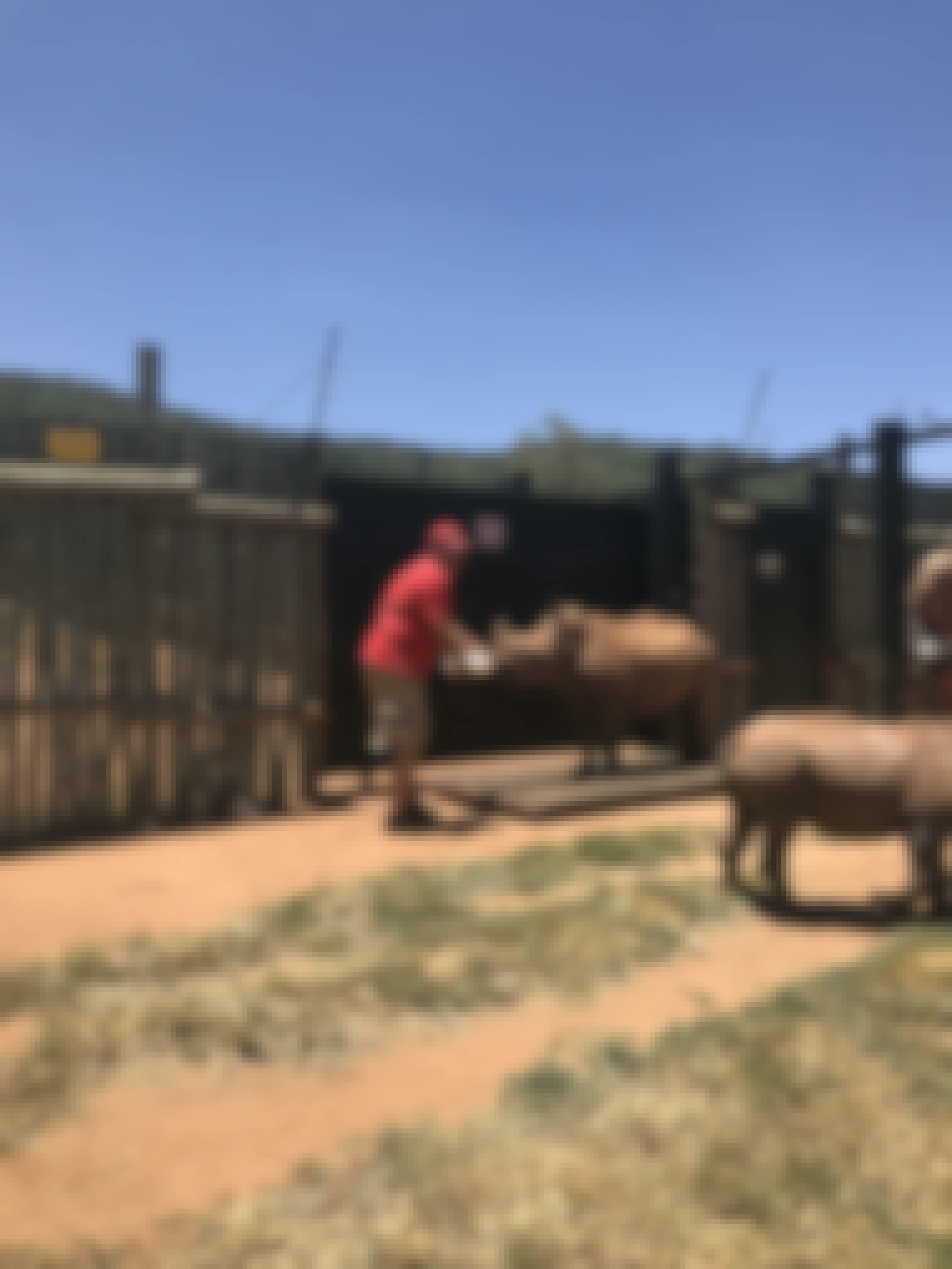 Mario Gabusi: bottle feeding a baby rhino