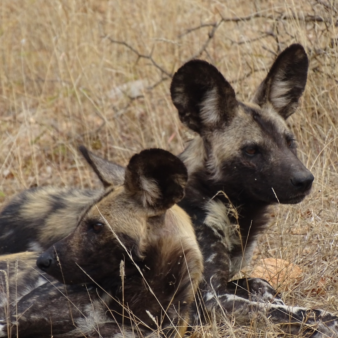 Benedict King: close-up of two wild dogs