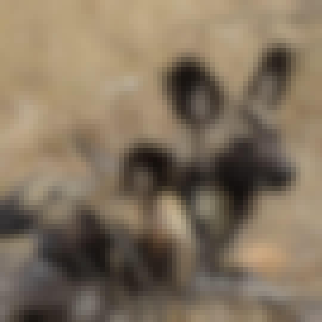 Benedict King: close-up of two wild dogs