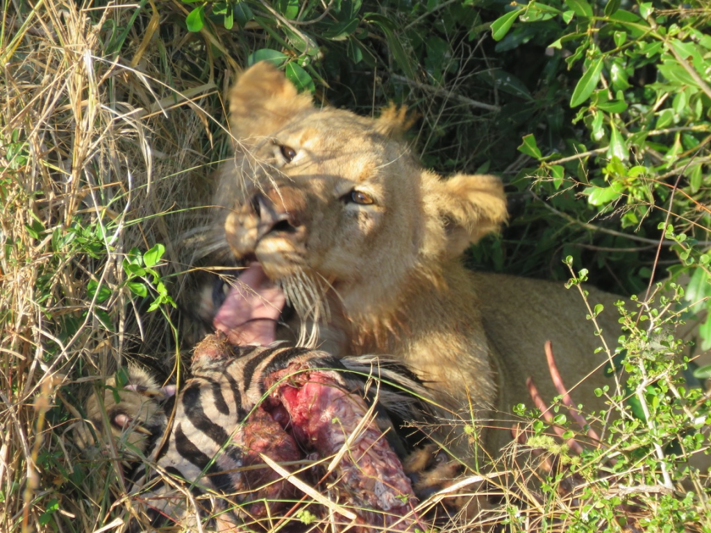 Gabby: Close-up of a lion eating a fresh kill of zebra