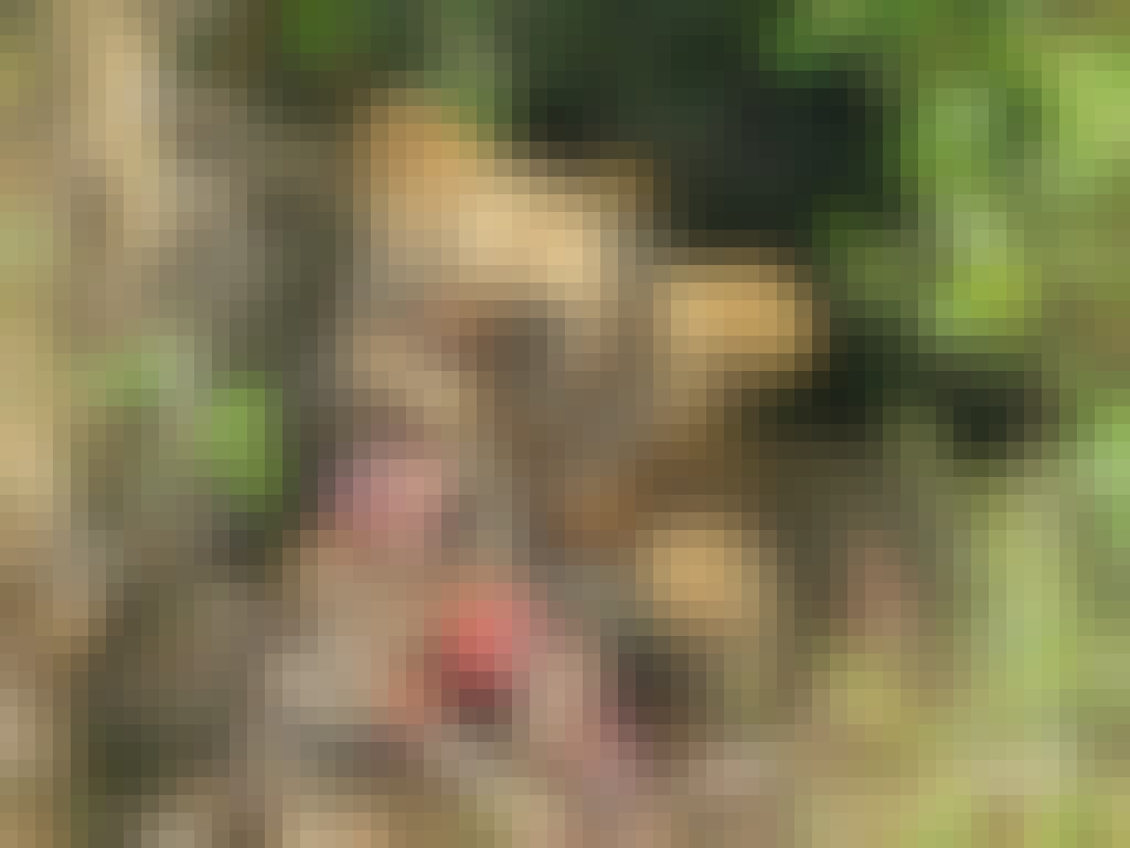 Gabby: Close-up of a lion eating a fresh kill of zebra