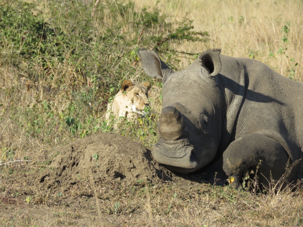 Gabby: Close-up of a baby rhino