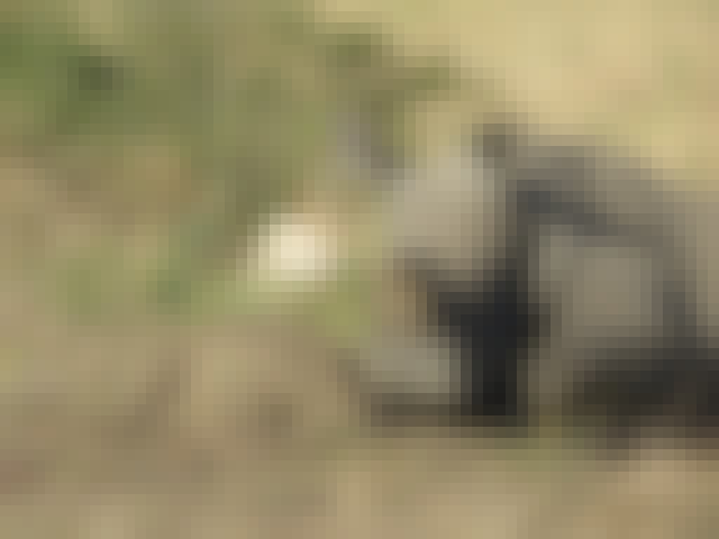 Gabby: Close-up of a baby rhino