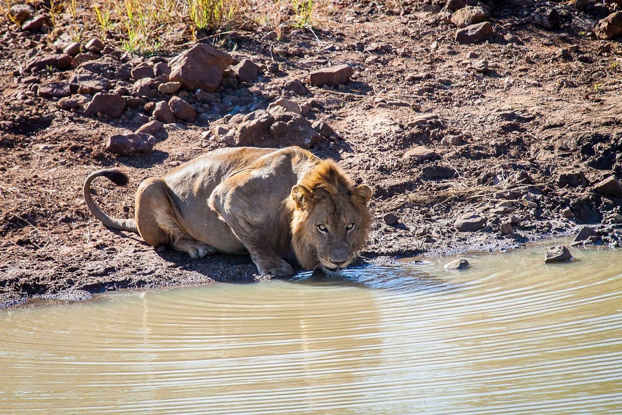 Close-up of a lion drinking from water