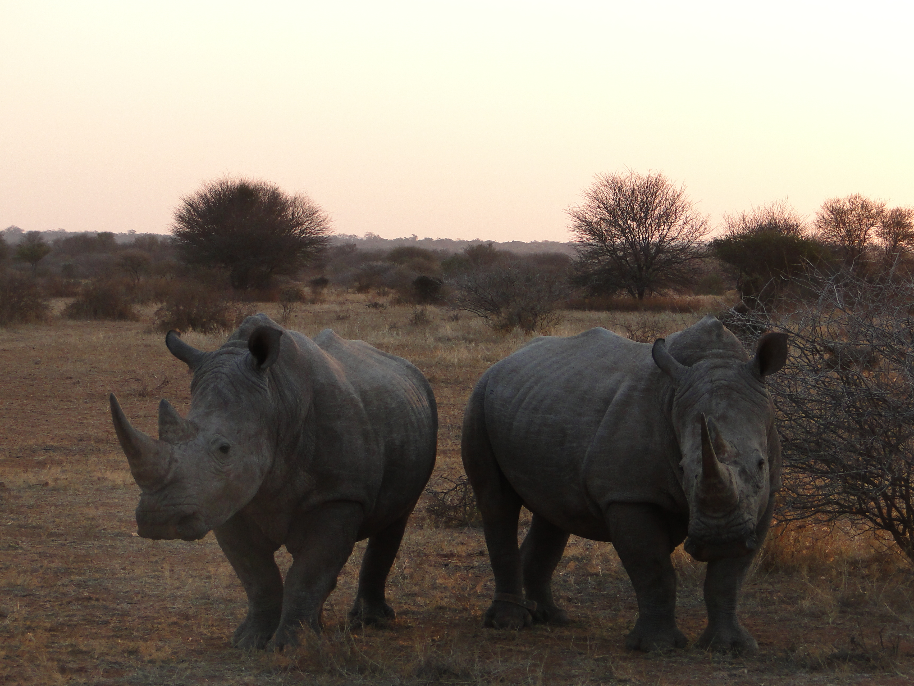 Two rhinos