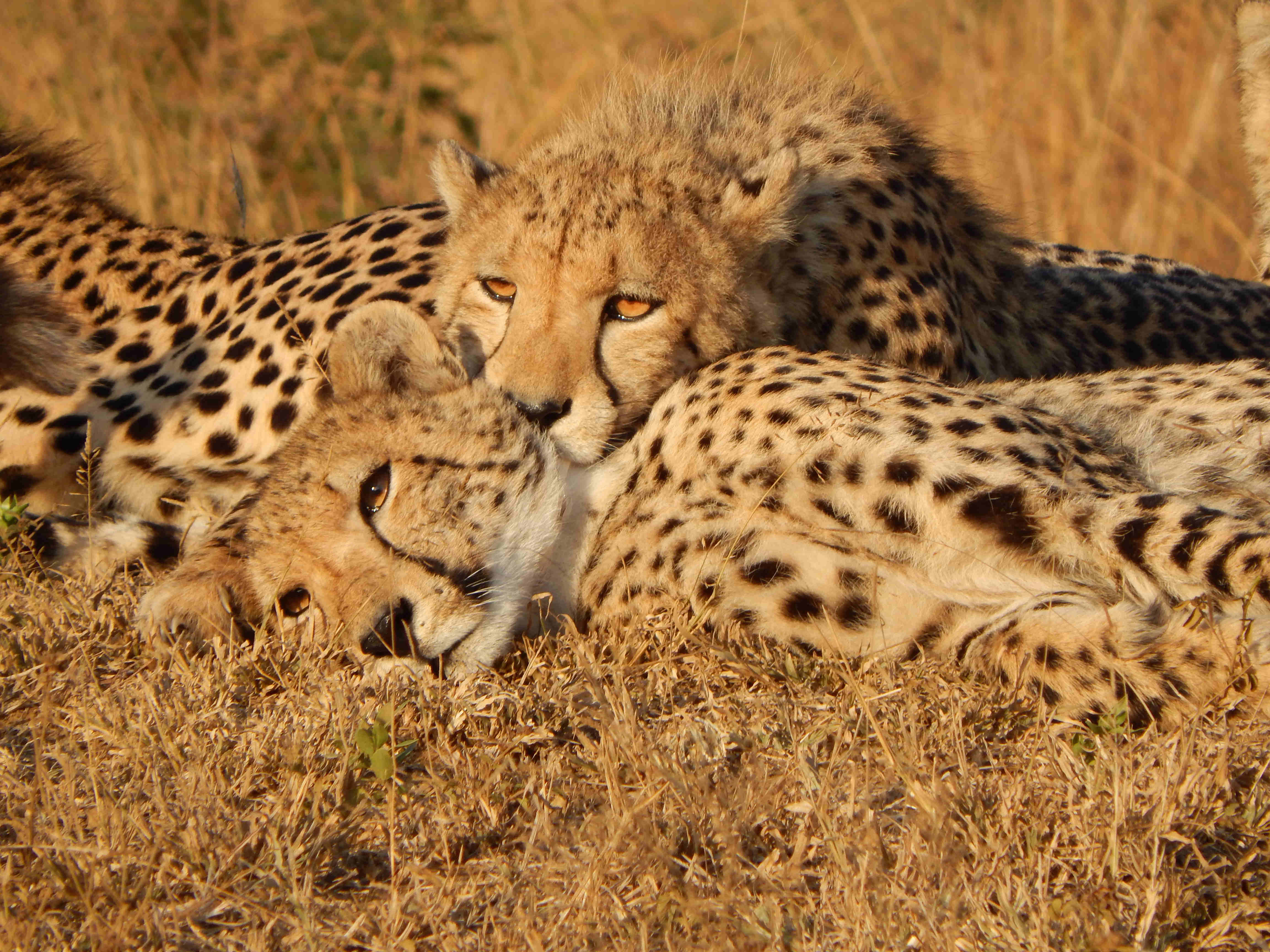 Close-up of cheetahs