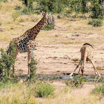 Giraffe and baby giraffe drinking at the water