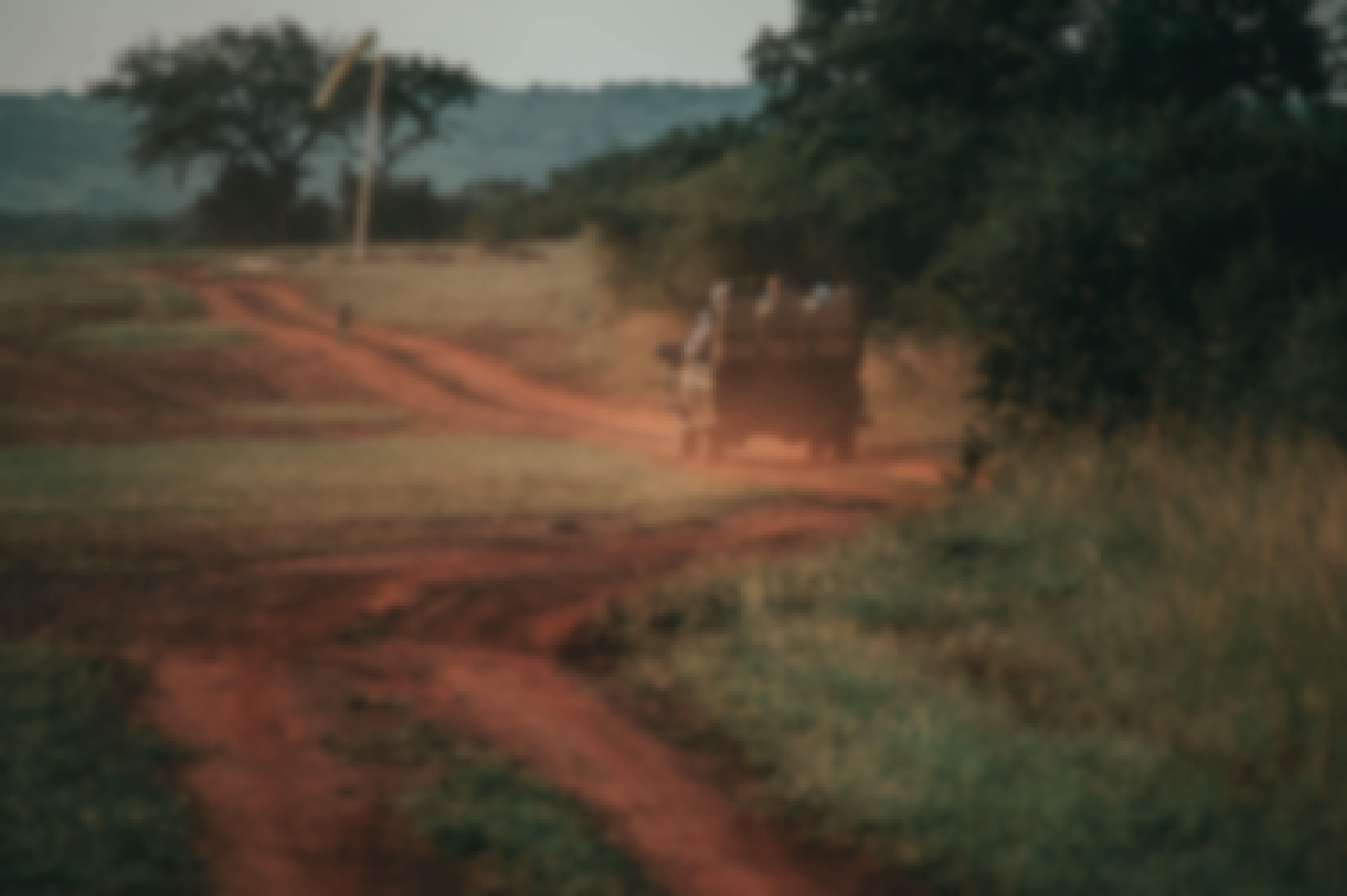 ACE vehicle slowly following a cheetah in the distance