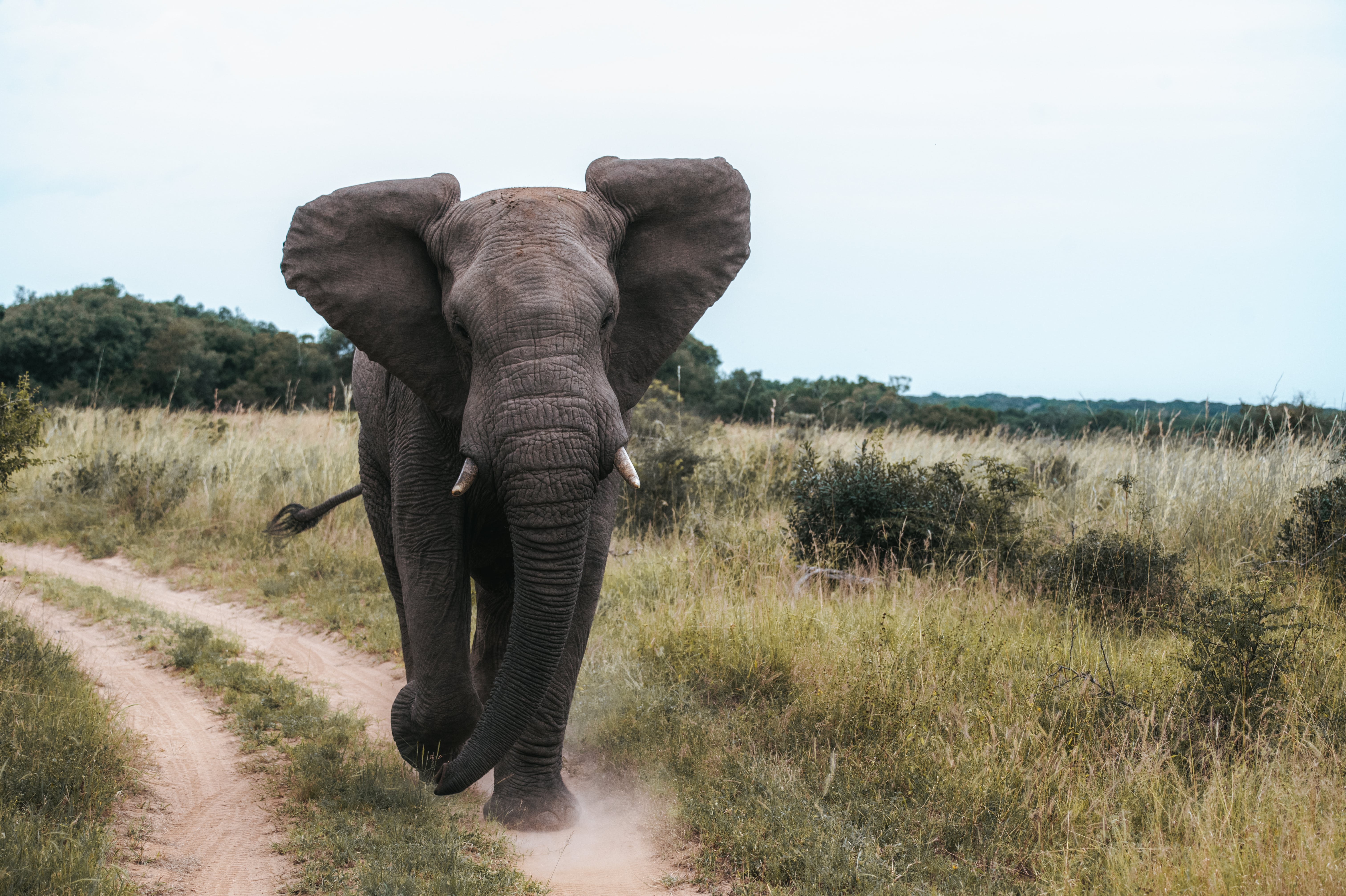Close-up of an elephant coming towards the camera