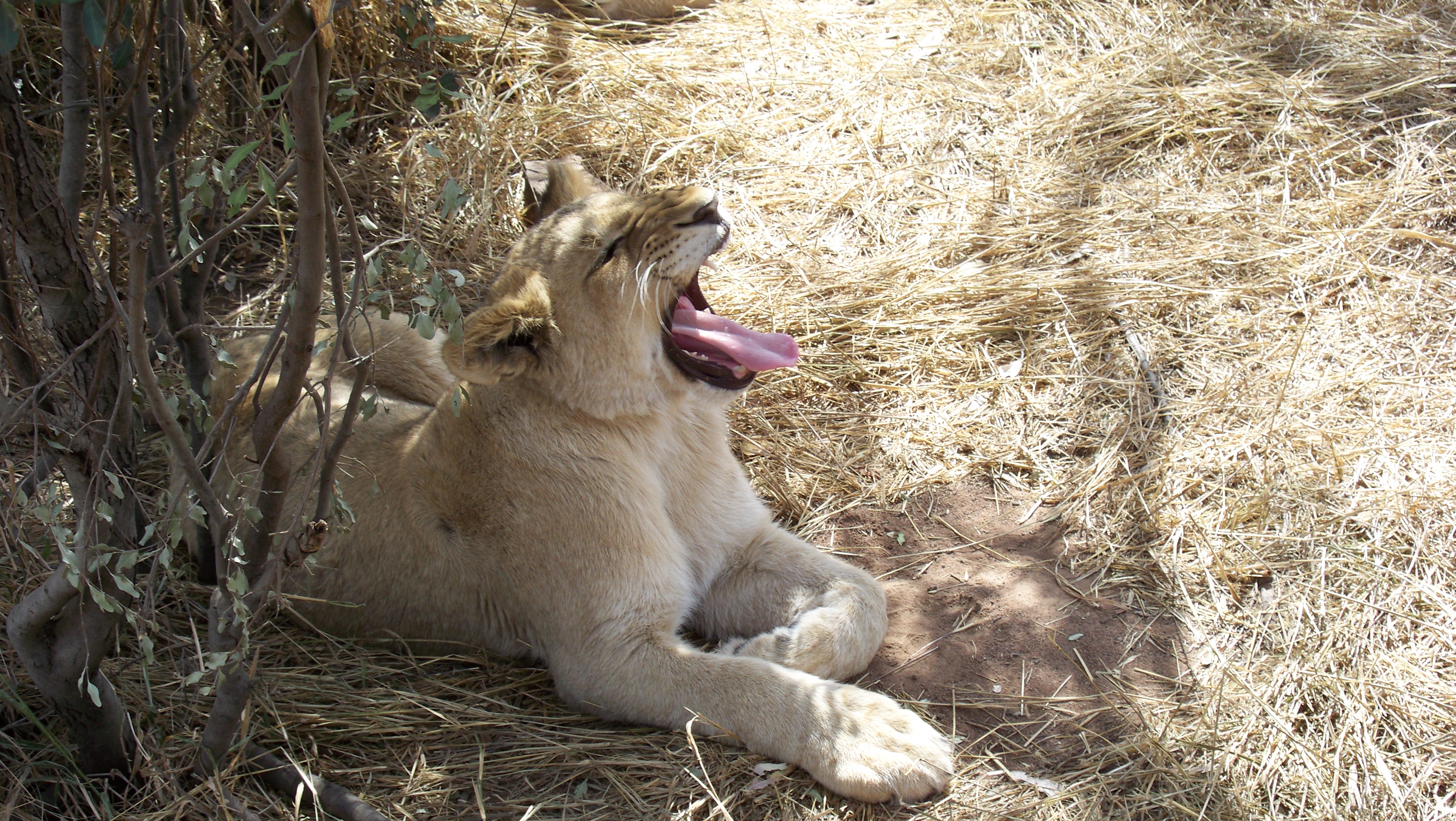 Close-up of a lion cub yawning