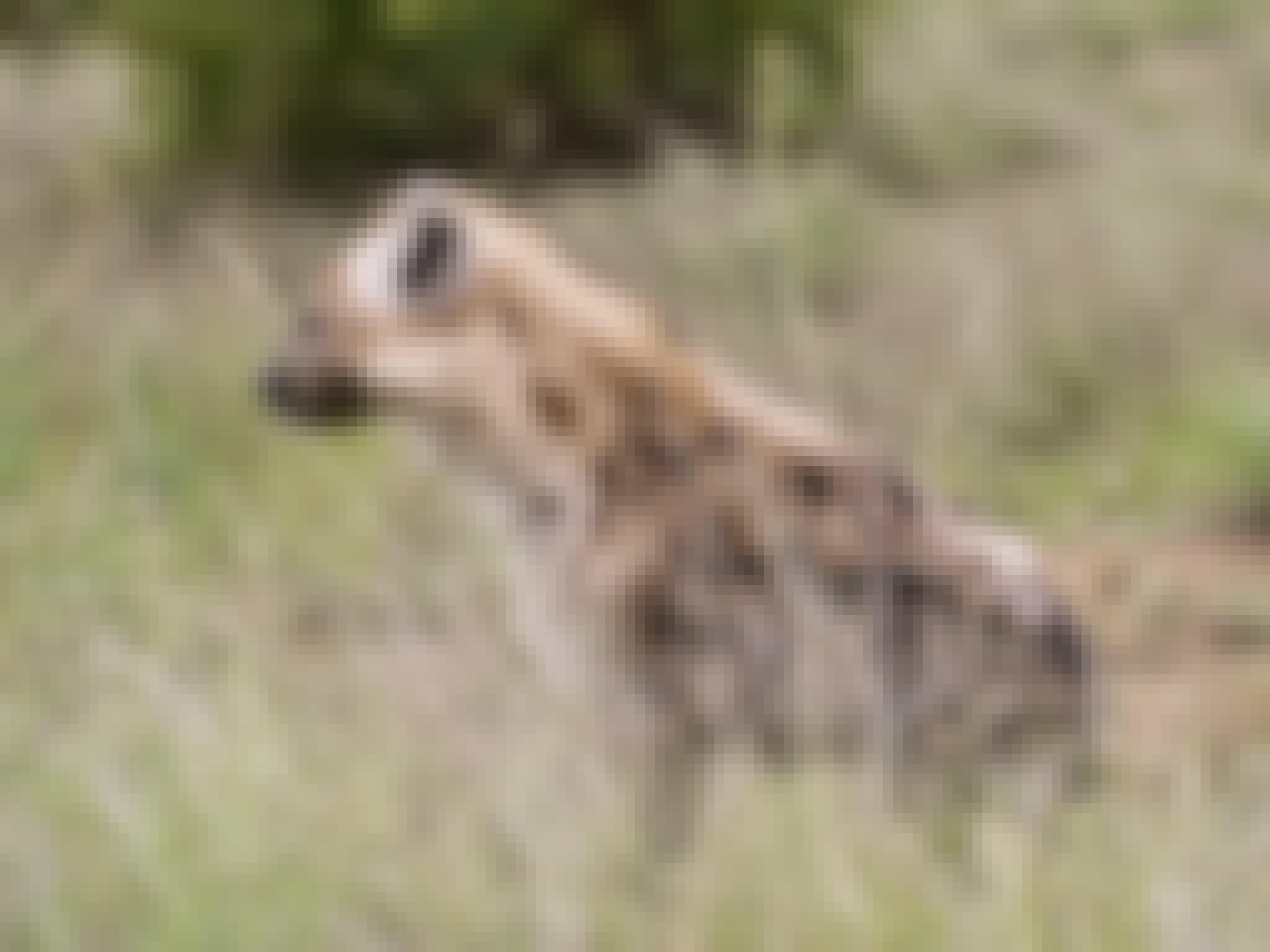 Hyena staring off to the left in the sunlight