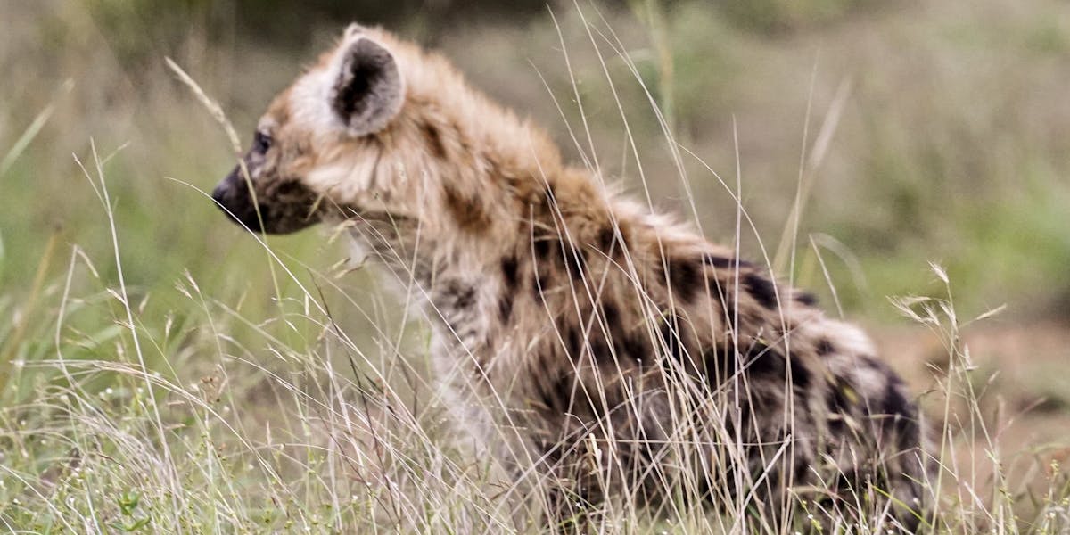 Hyena staring off to the left in the sunlight