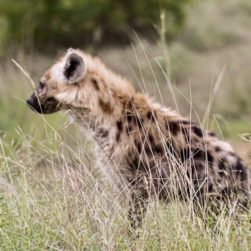 Hyena staring off to the left in the sunlight