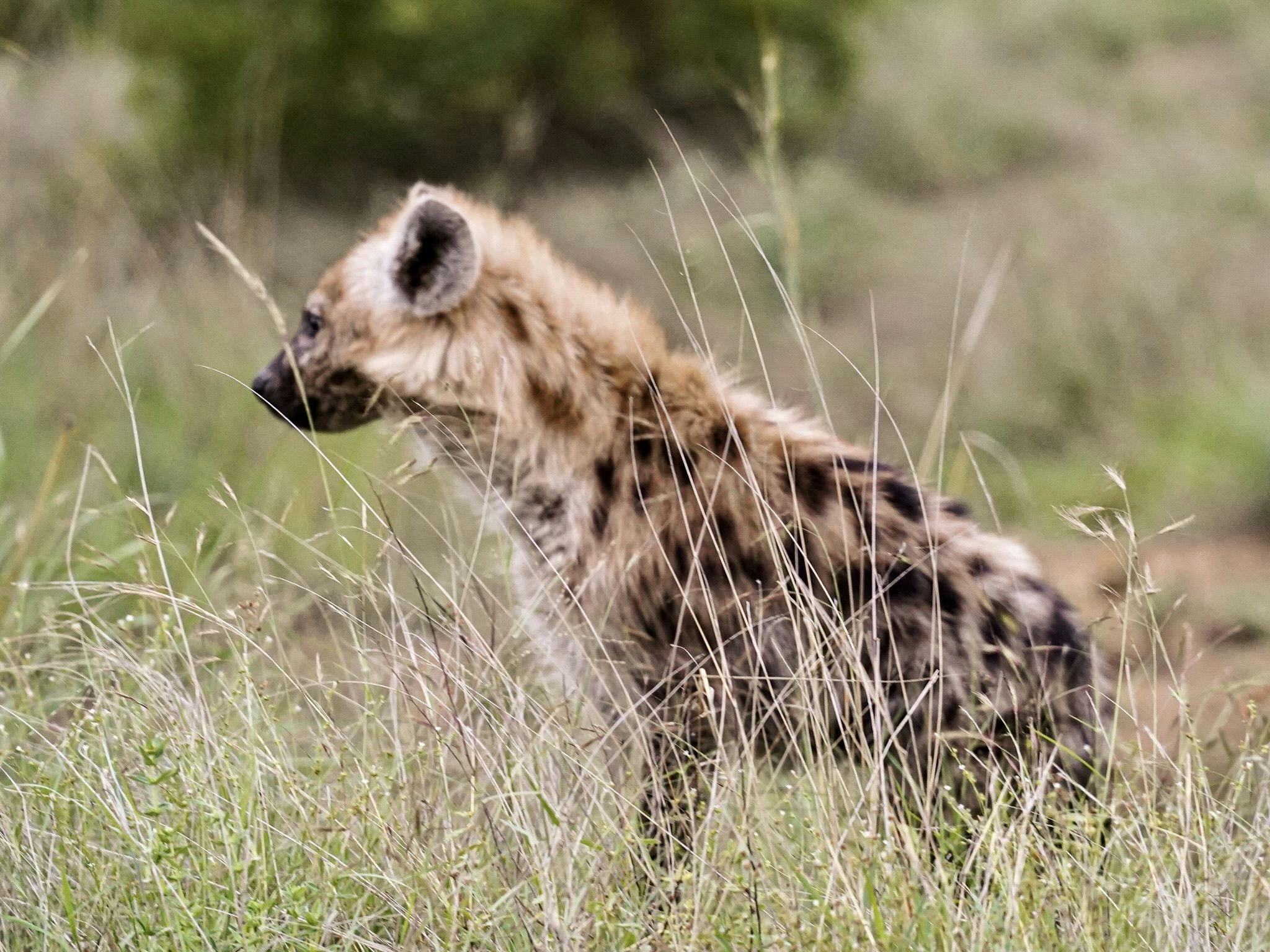 Hyena staring off to the left in the sunlight